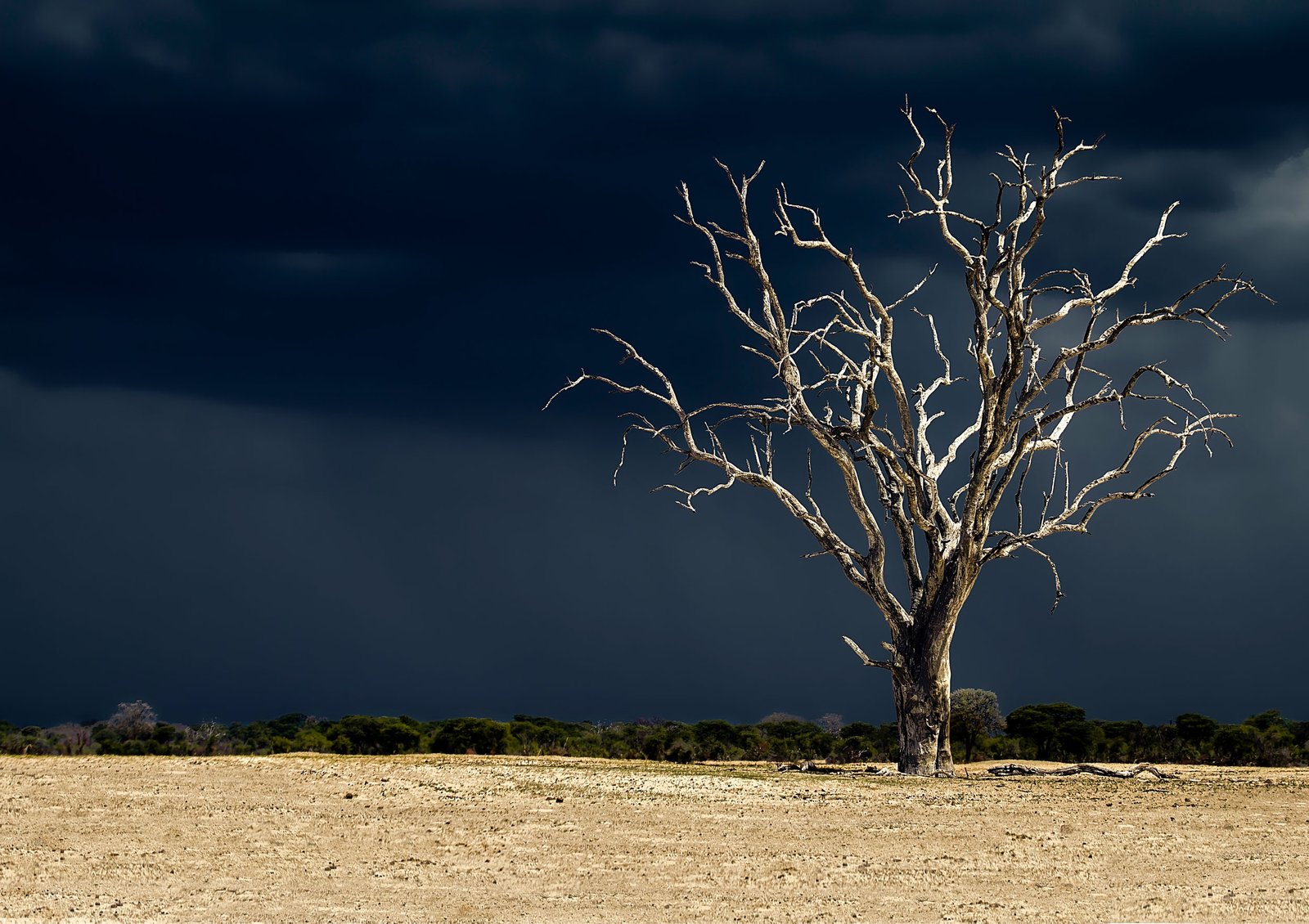 Sentinel of the Storm — Zimbabwe