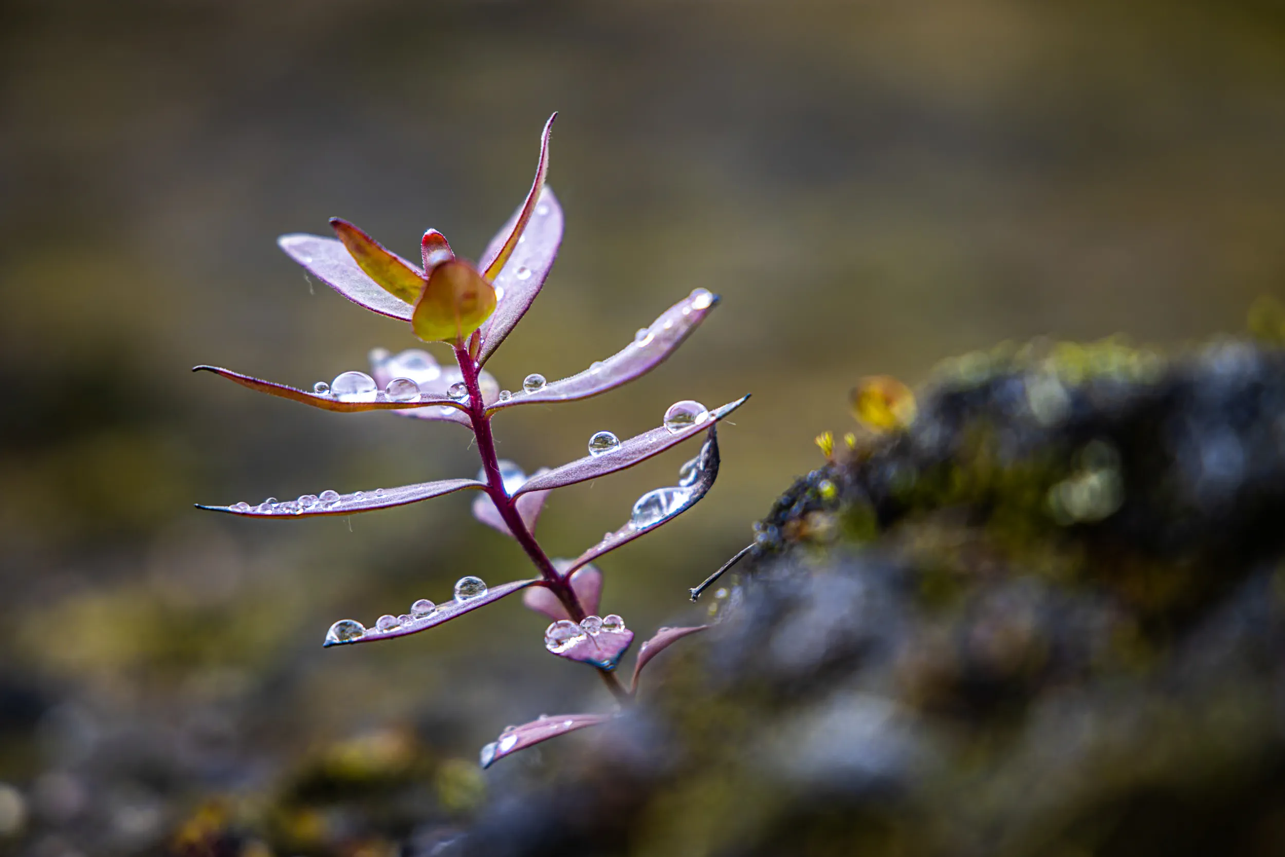 Morning Dew