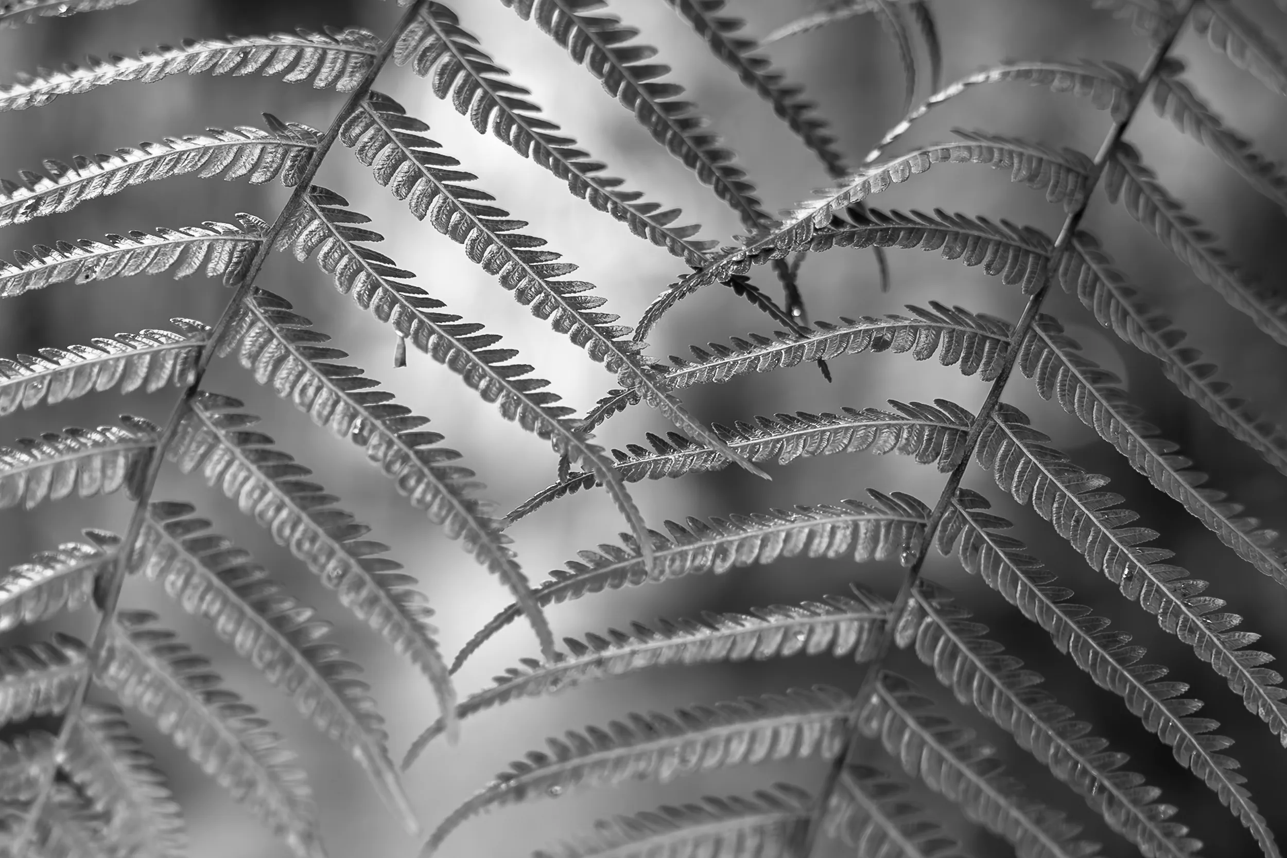 Silver Fern