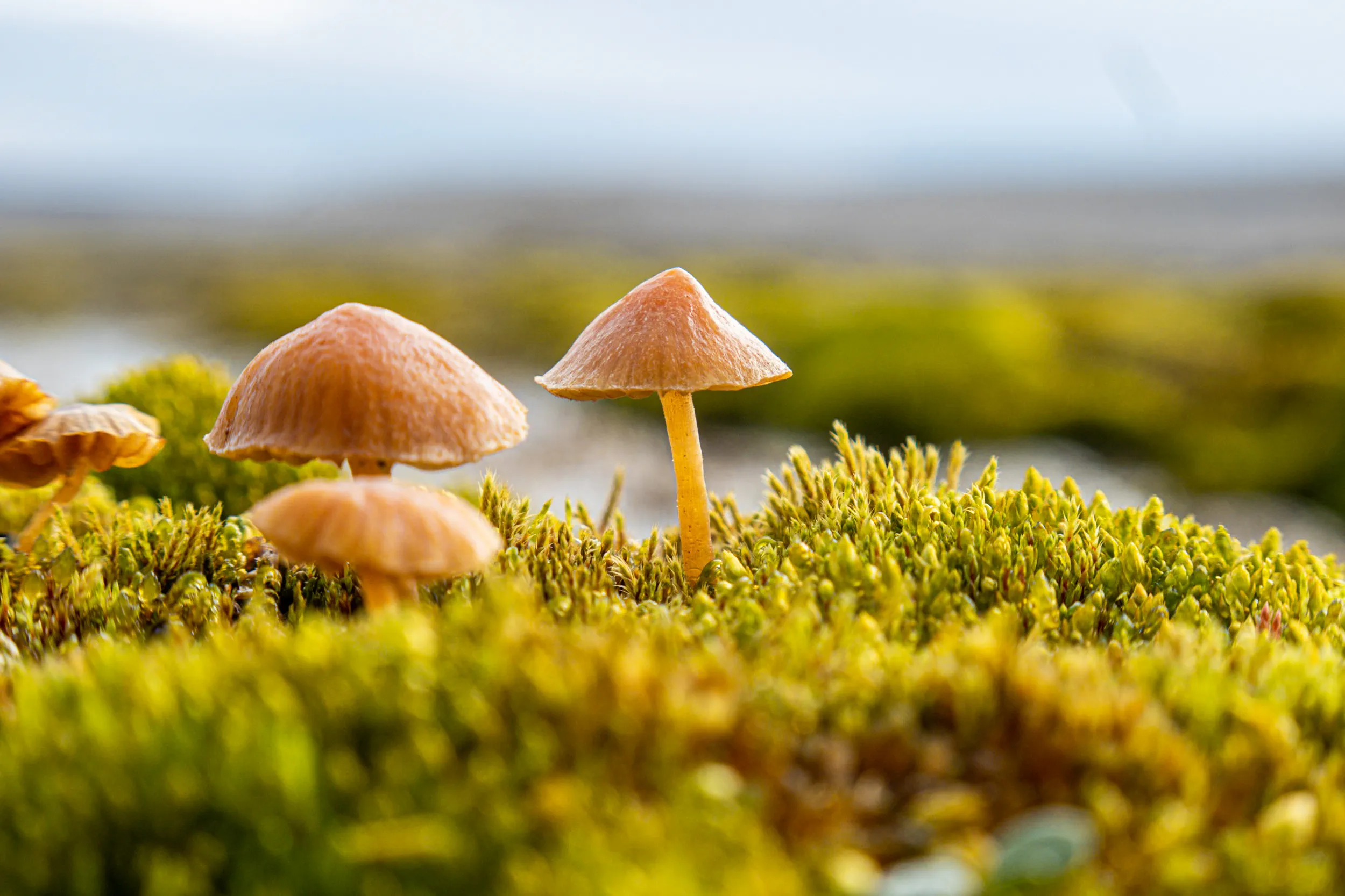 Toadstool Cluster