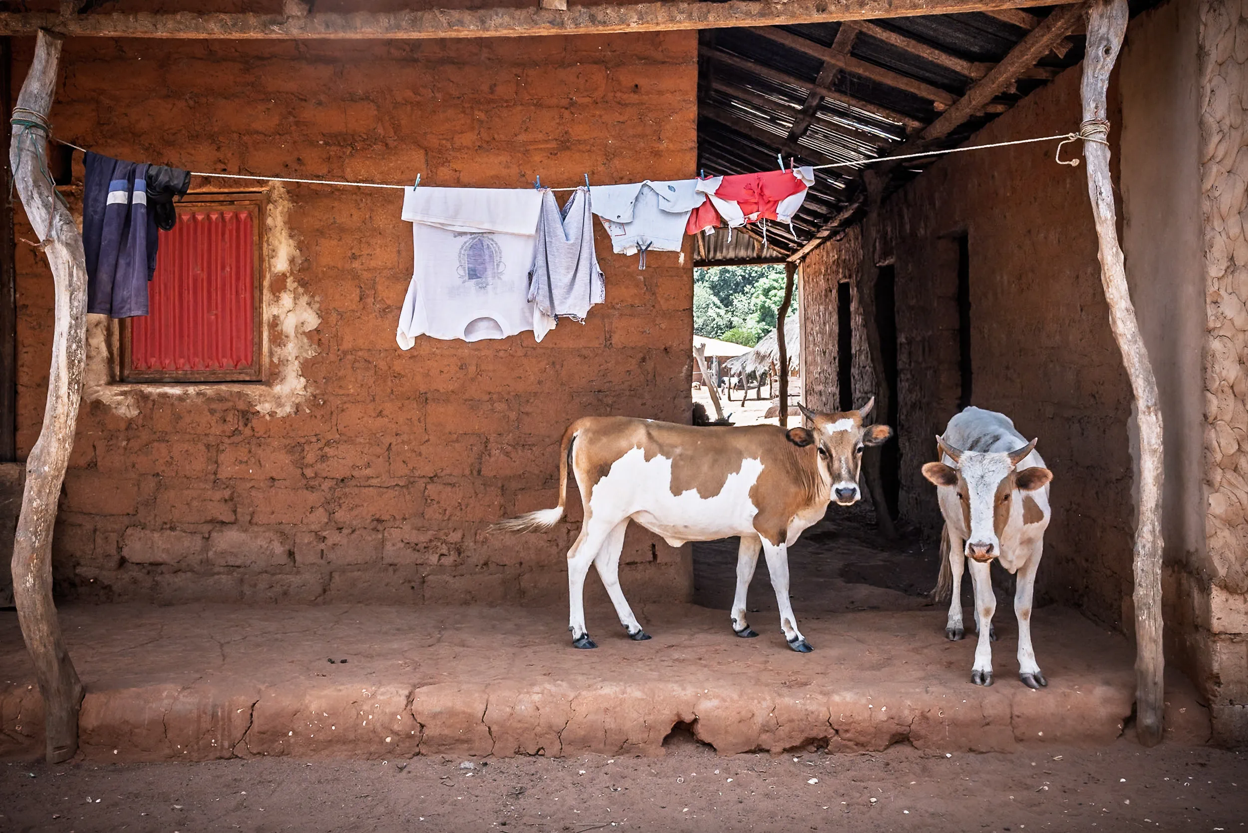 Laundry Line and Cattle