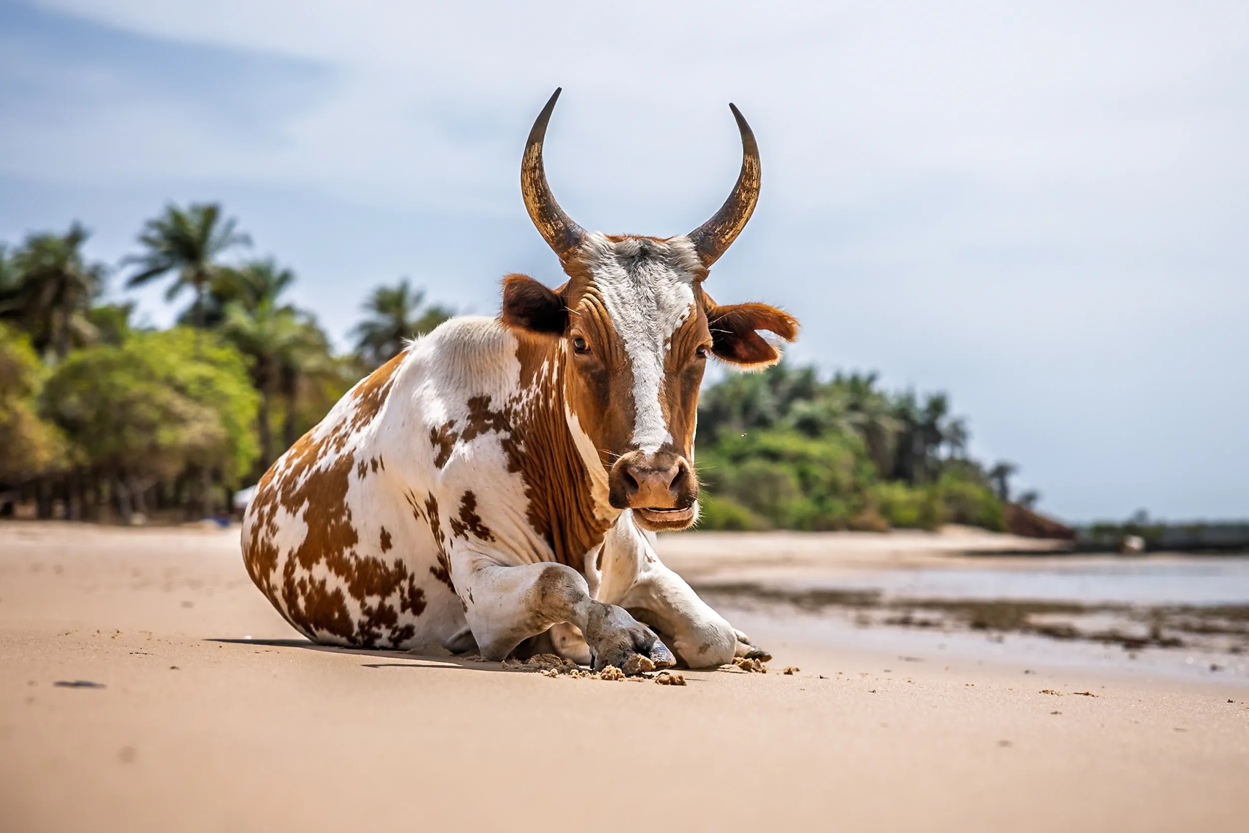 Horns Against the Palms