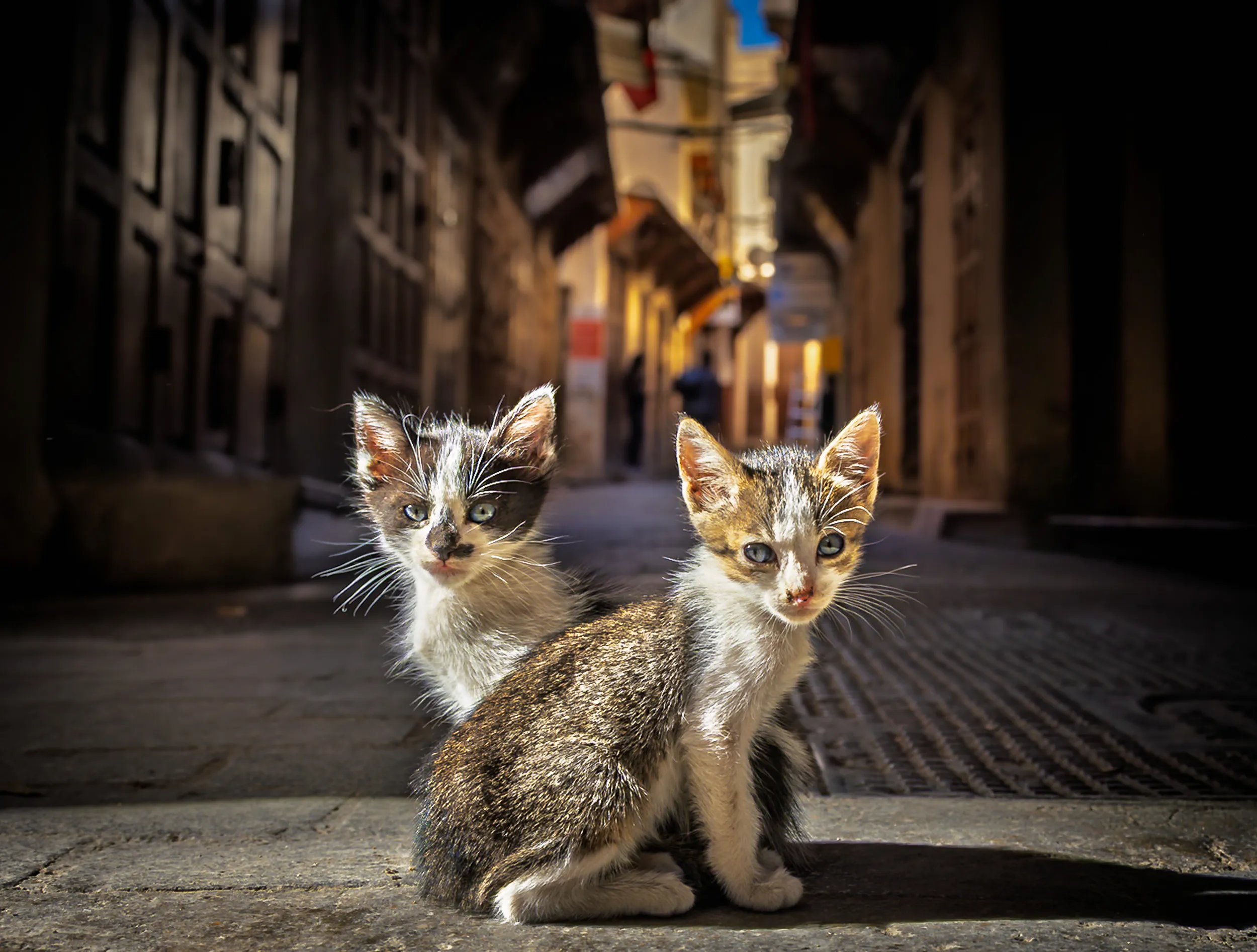 Two Kittens, One Alley