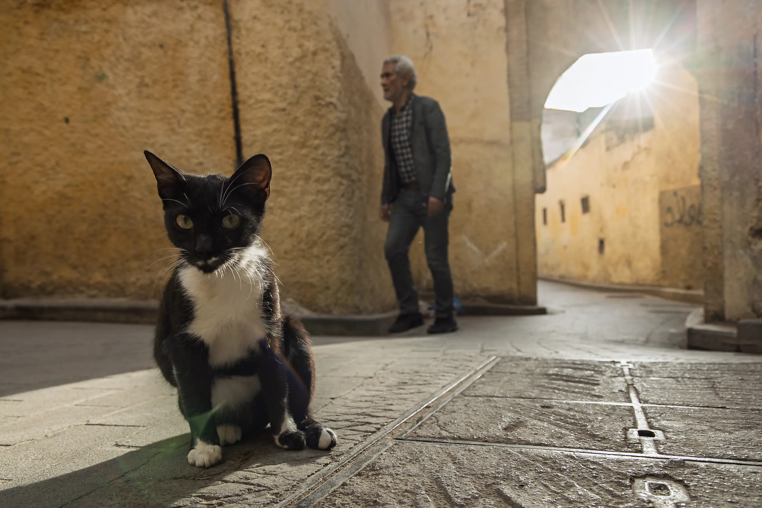 Cat in the Sunlit Passage