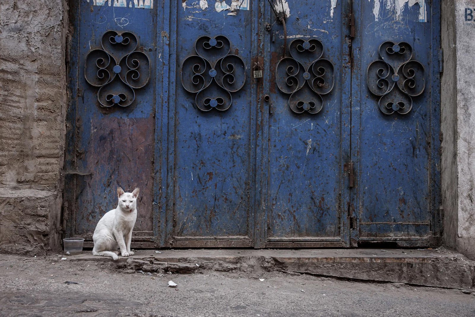 White Cat, Blue Door
