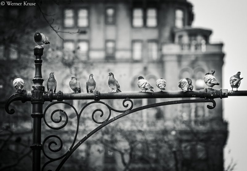 Pigeons on Wrought Iron