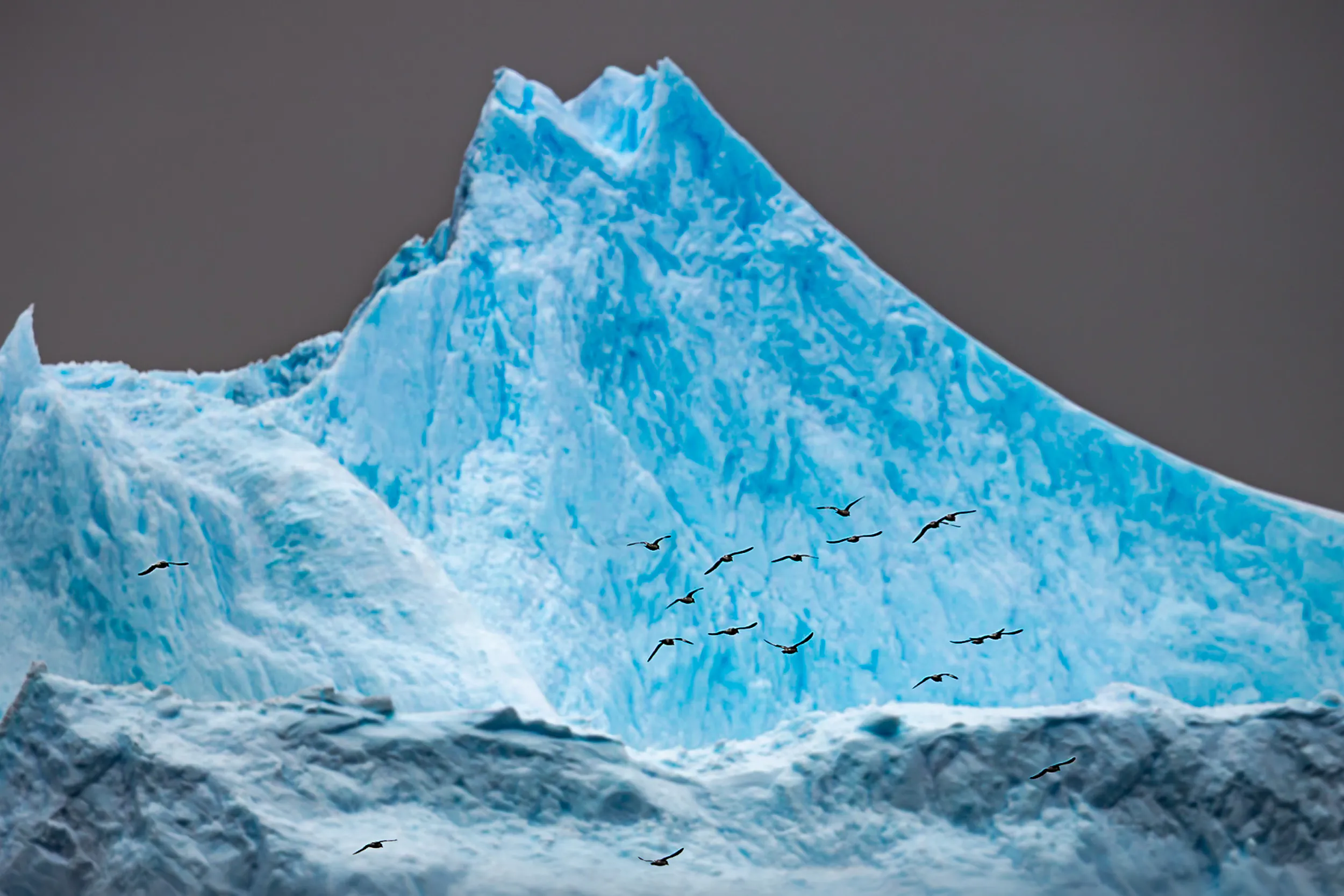 Petrels Over the Iceberg · Drake Passage, Antarctica