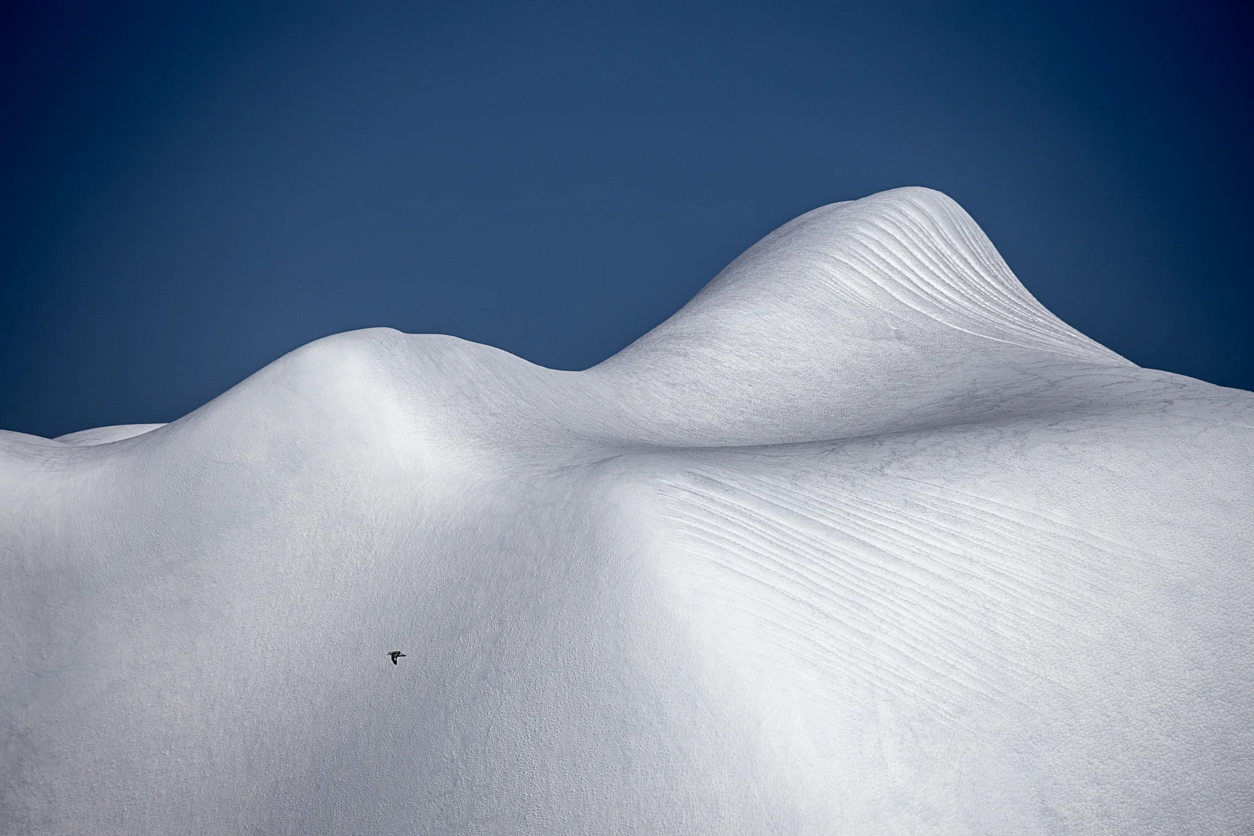 A Small Wing Over Giants · Drake Passage, Antarctica
