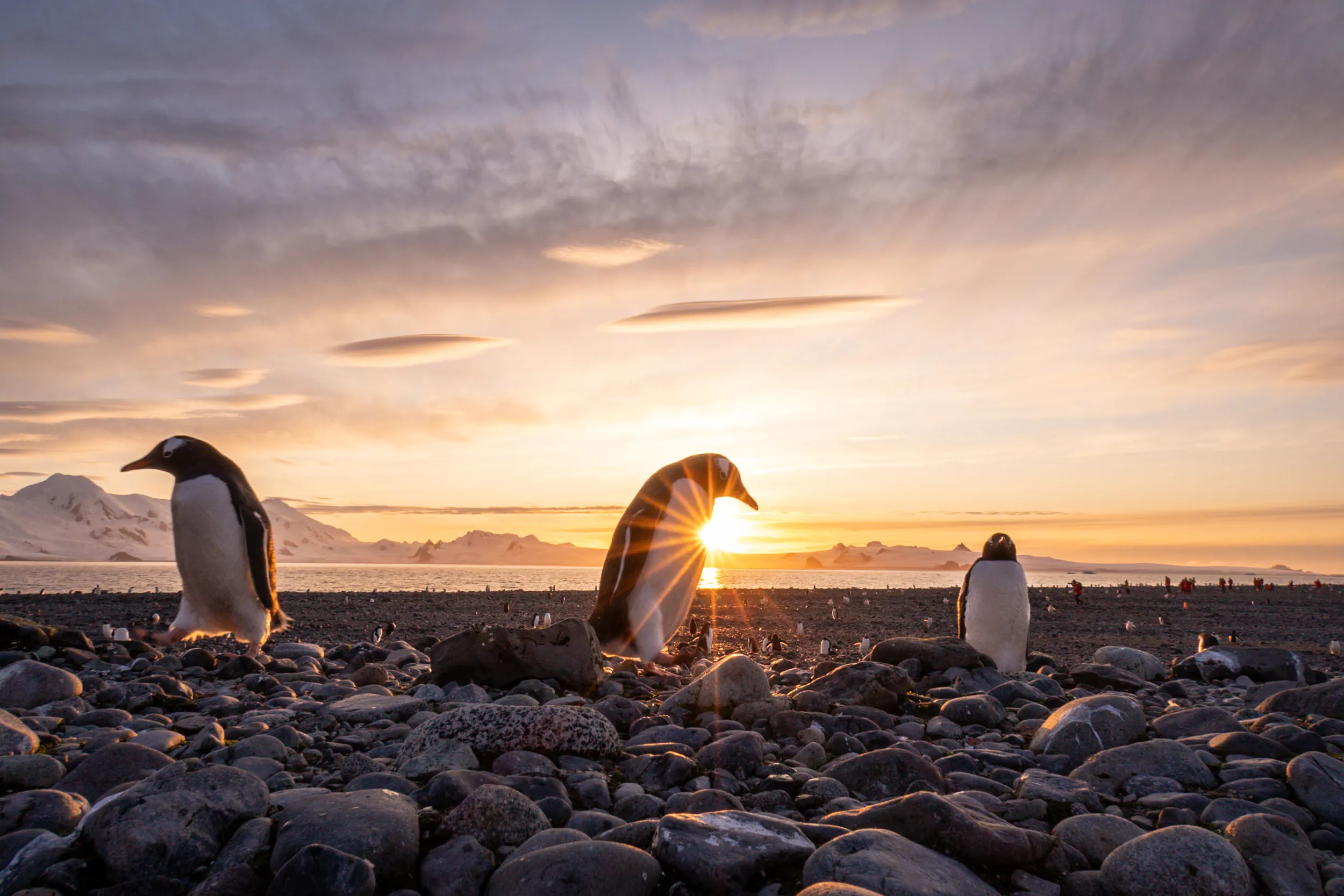 Sunset Gathering on Stone · Yankee Harbour, Antarctica