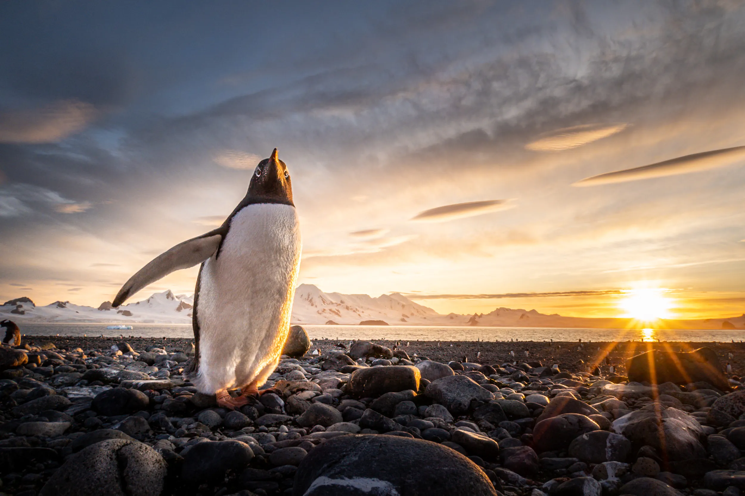 Alone Against the Setting Sun · Yankee Harbour, Antarctica
