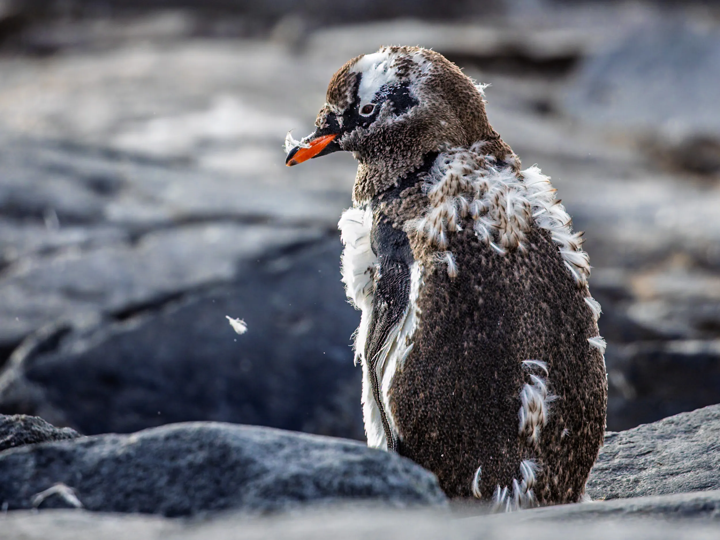 The Awkward Season · Port Charcot, Antarctica