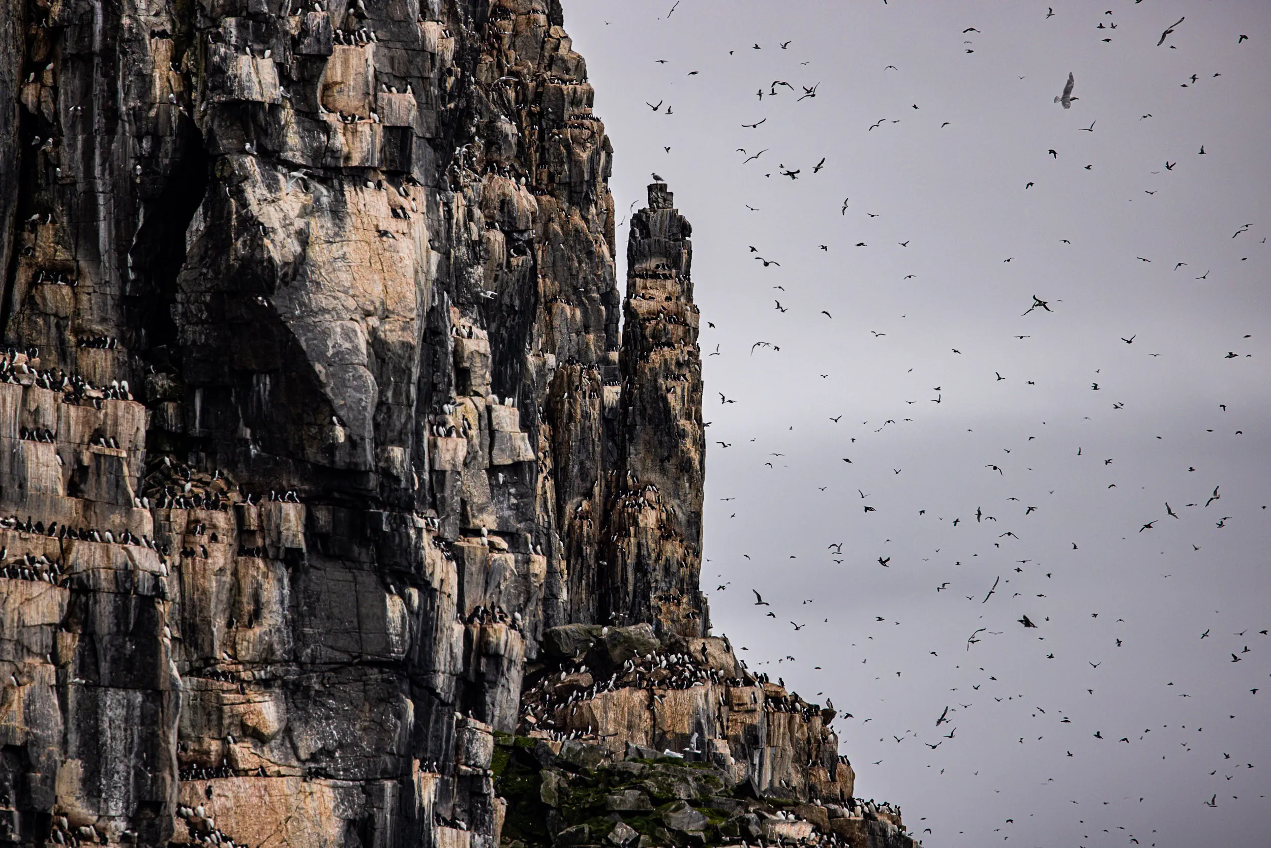 City of a Thousand Wingbeats · Alkefjellet, Svalbard