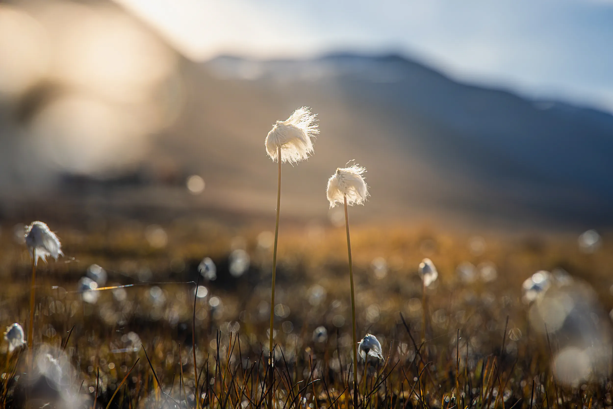 Cotton Grass Catching the Low Sun