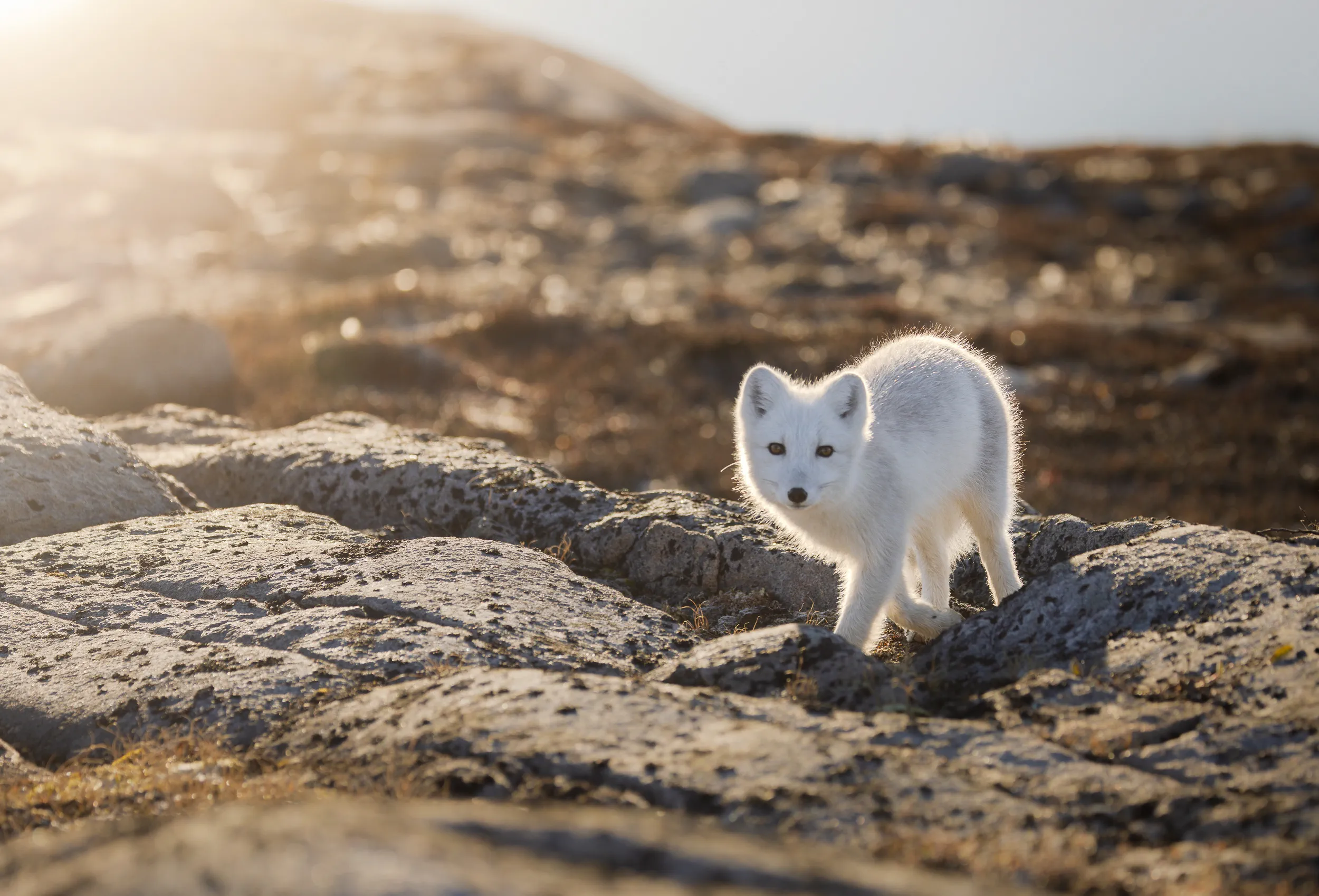 A Watchful Shape in White · Bjørneøer, Greenland