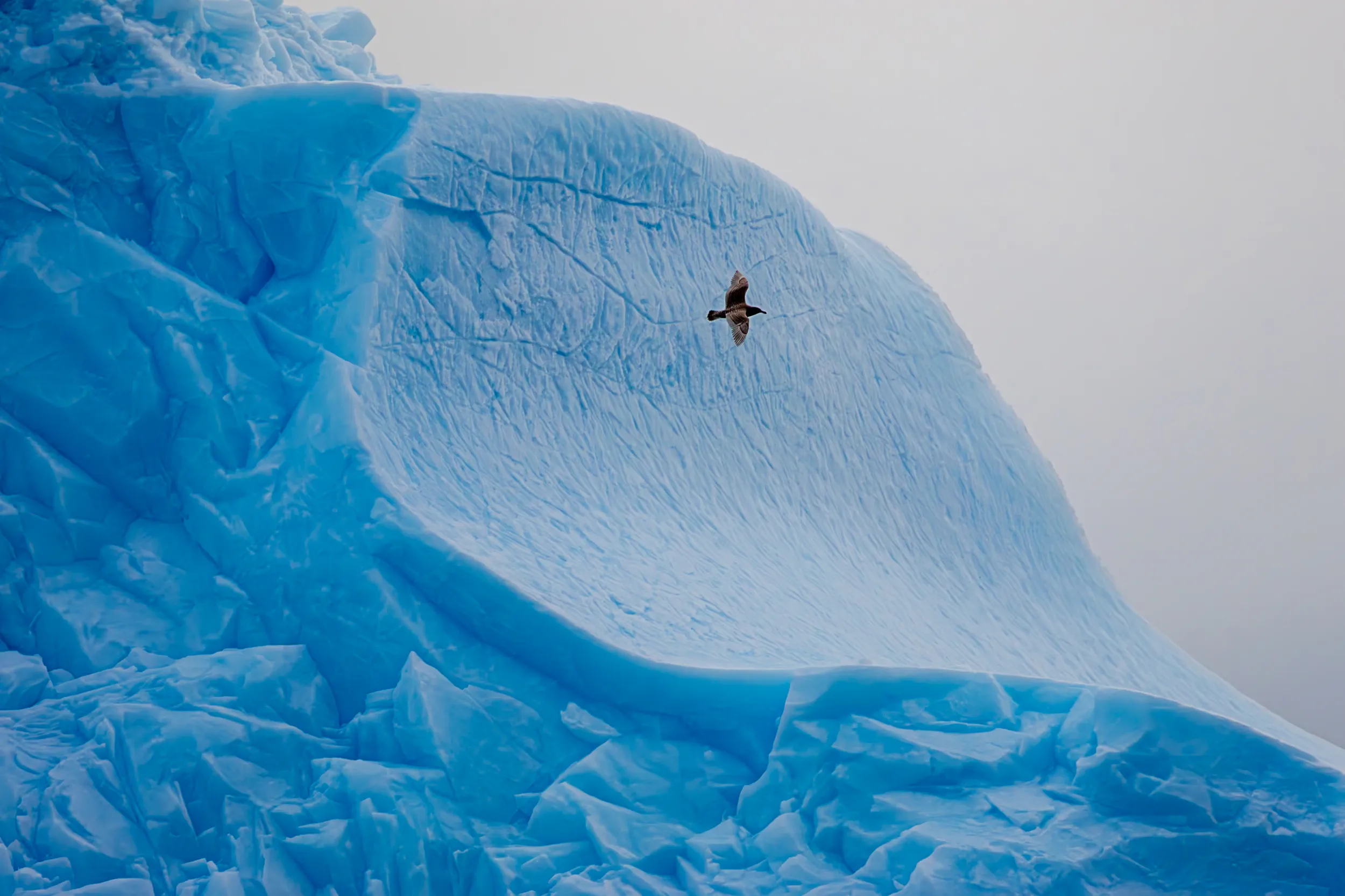 Skua Over the Frozen Wave · Carlsbergfjord, Greenland