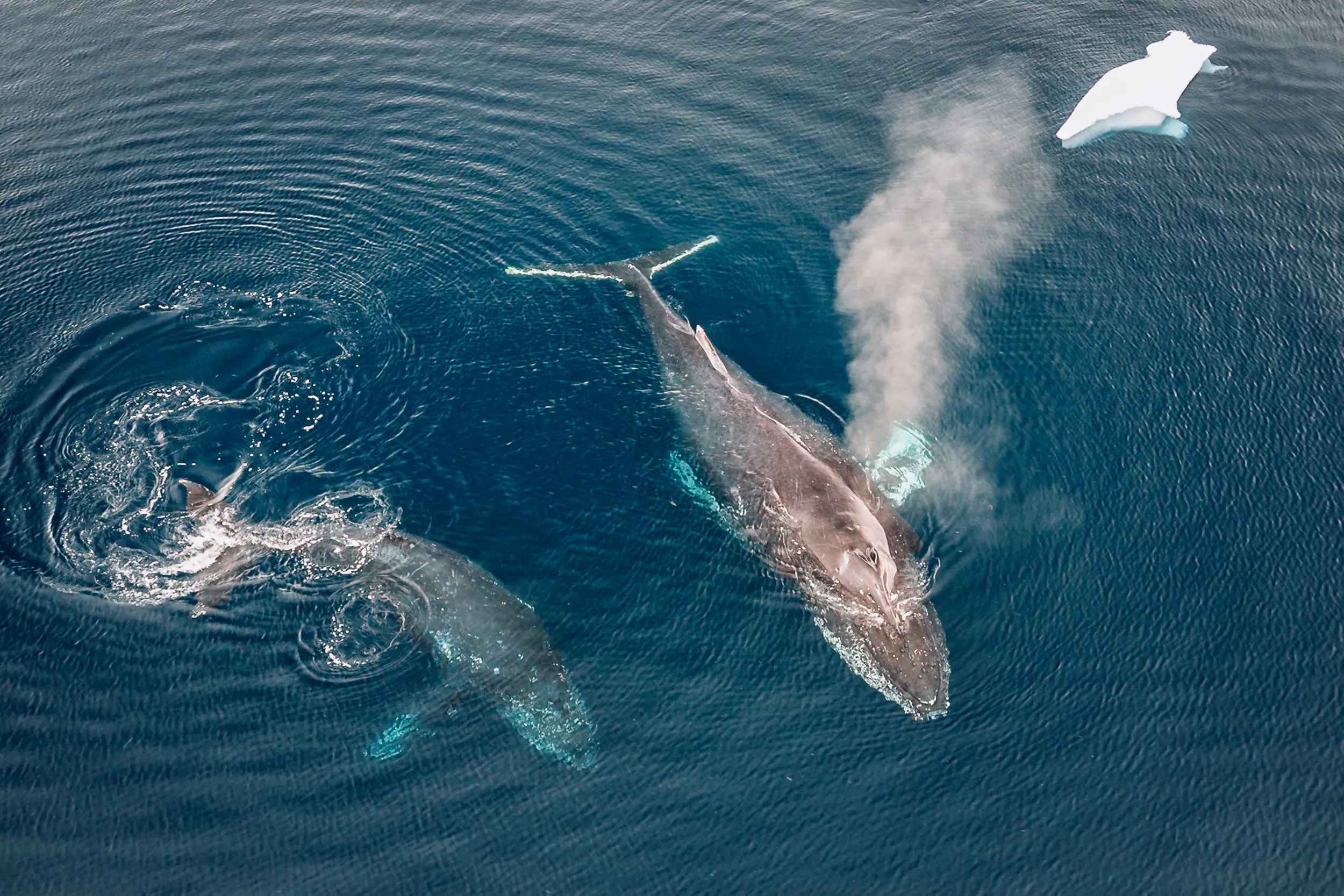 Whales Surfacing, Aerial · Charlotte Bay, Antarctica