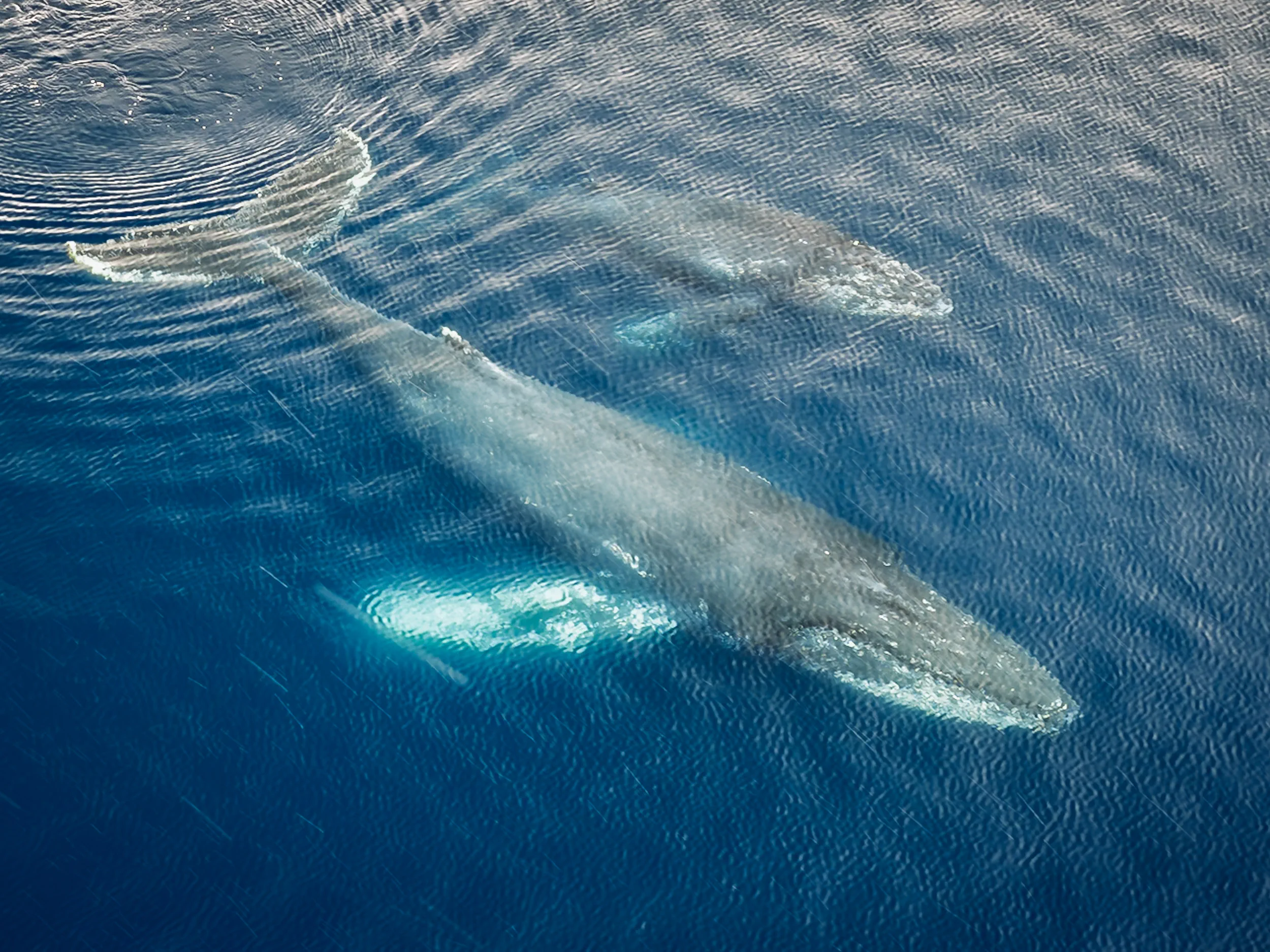 A Thousand Wings Against Blue · Charlotte Bay, Antarctica