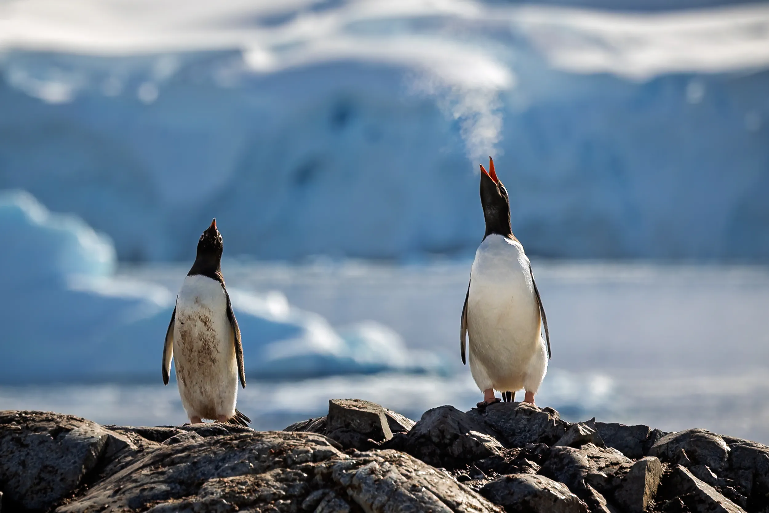 Calling to the Glacier · Cuverville Island, Antarctica