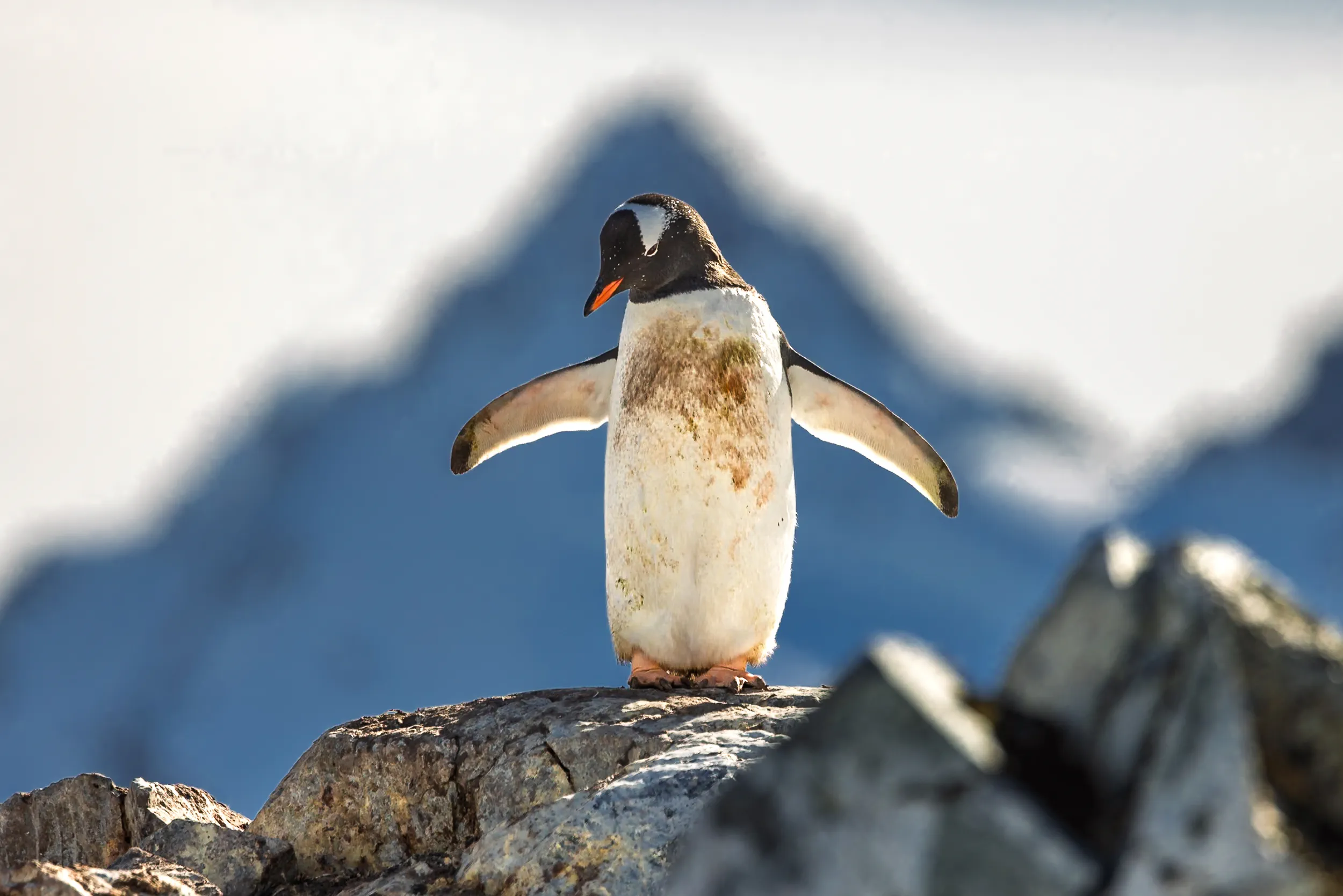 Pilgrims on the Snow · Cuverville Island, Antarctica
