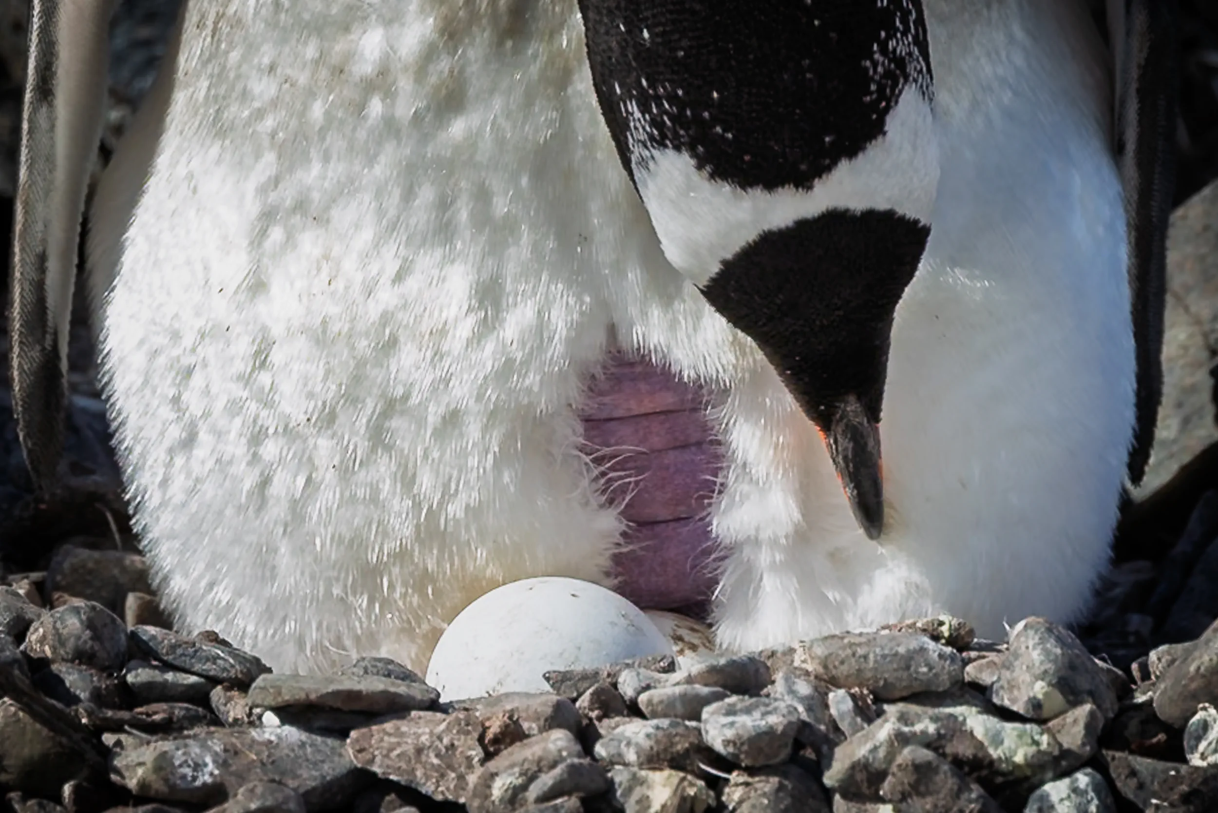 Keeping Watch Over a Single Egg · Cuverville Island, Antarctica