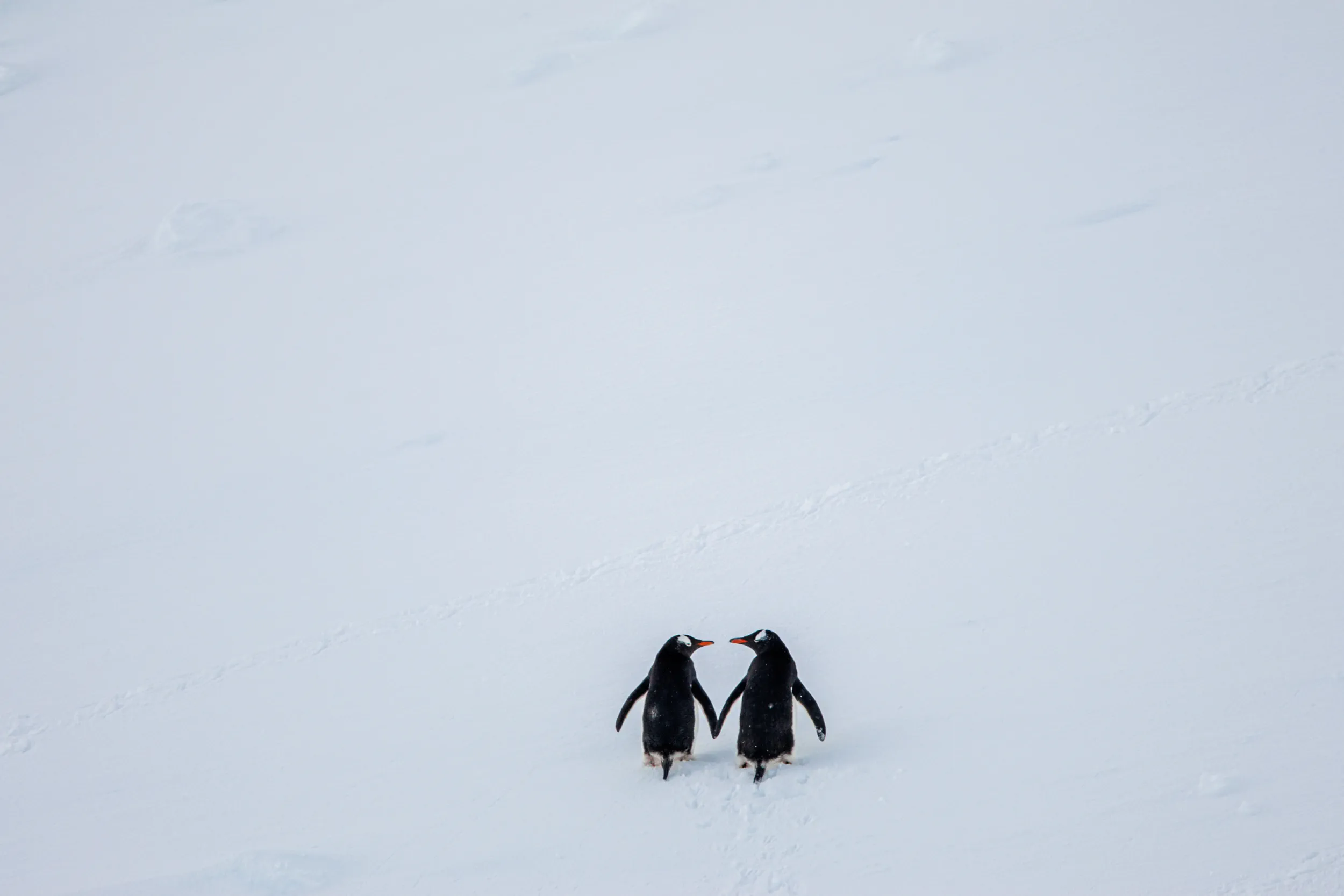 The Glacier's Rippled Skin · Cuverville Island, Antarctica