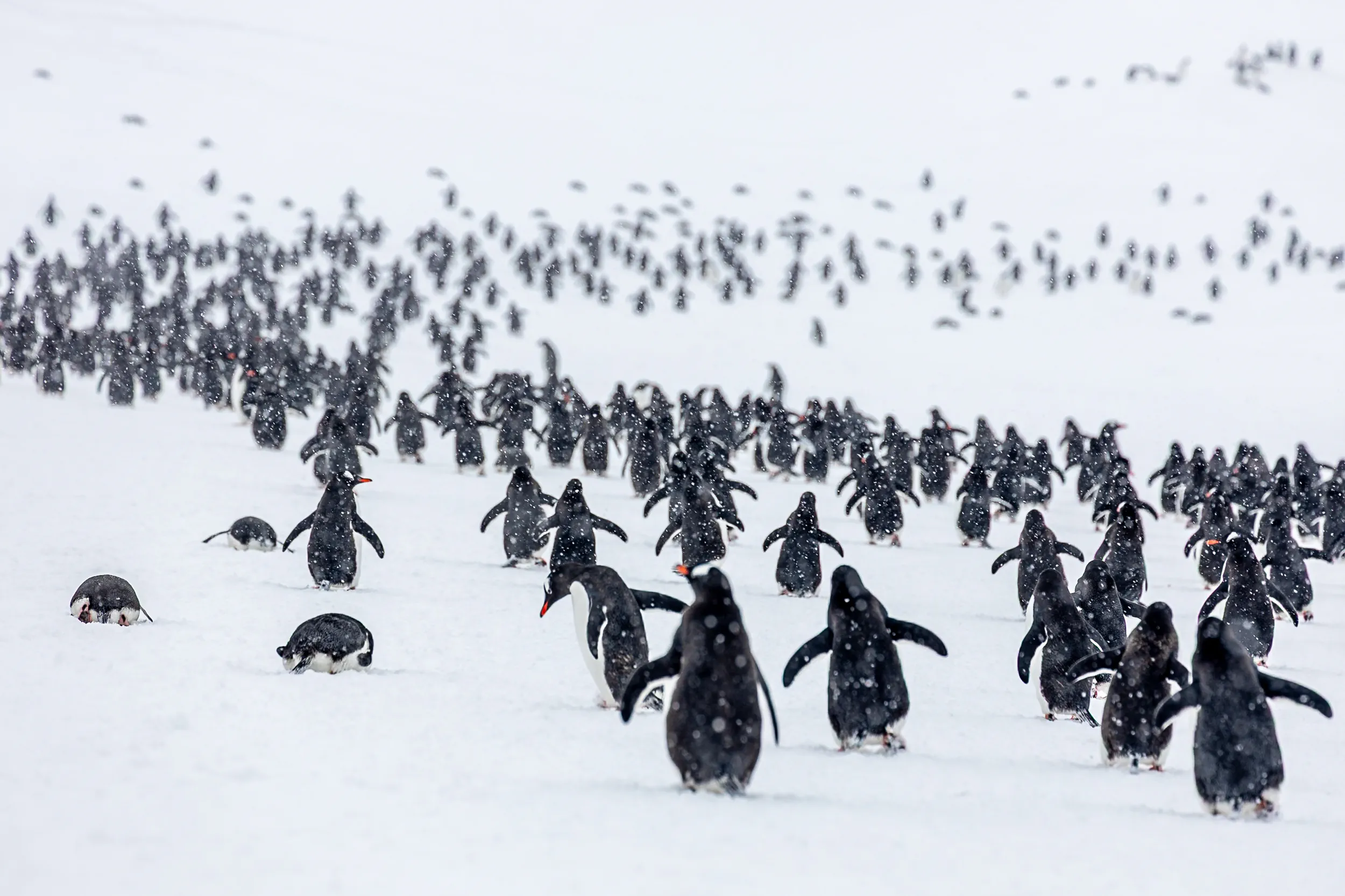 March Through the Snowfall · Cuverville Island, Antarctica