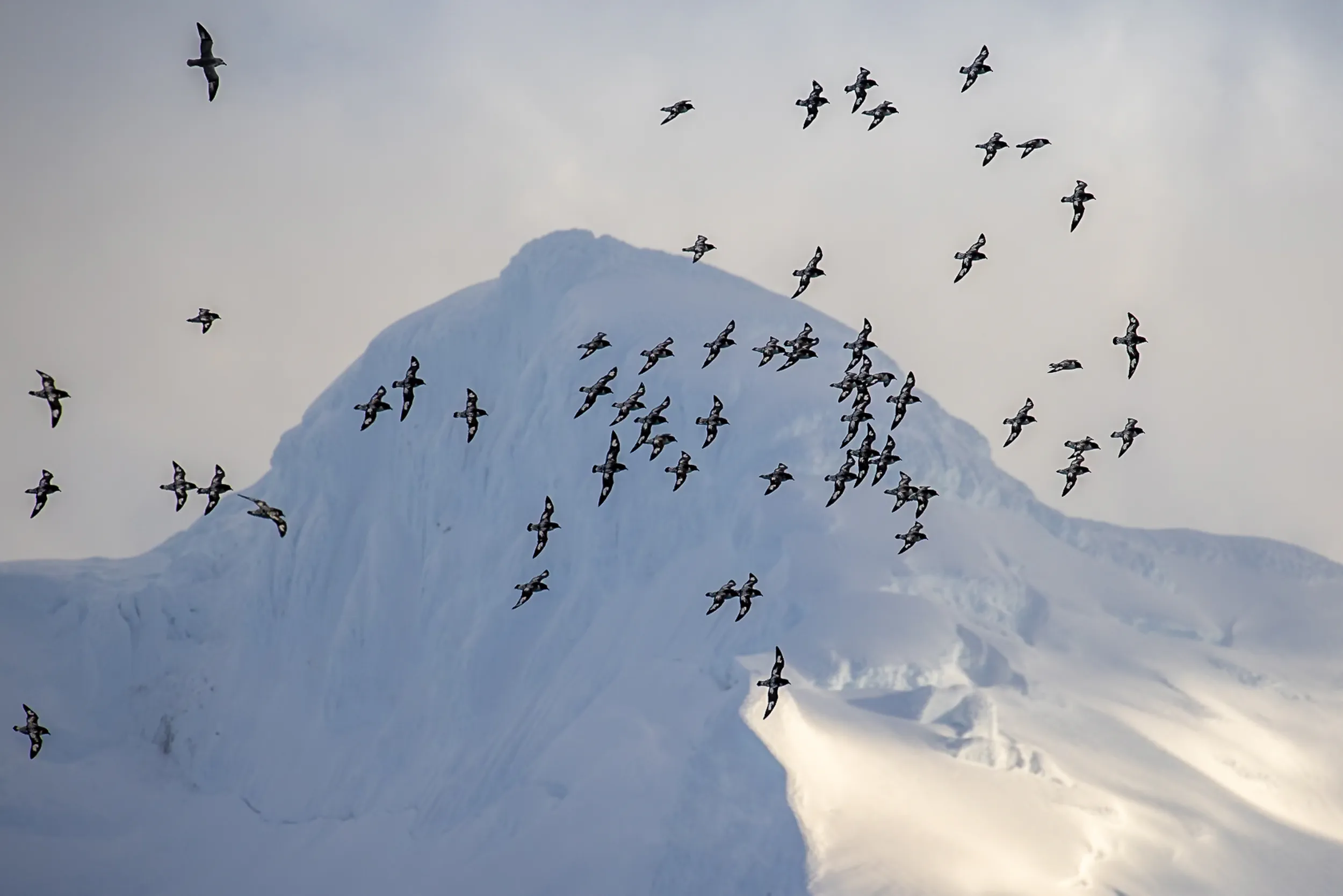 A Sky Stitched with Wings · Elephant Island, Antarctica