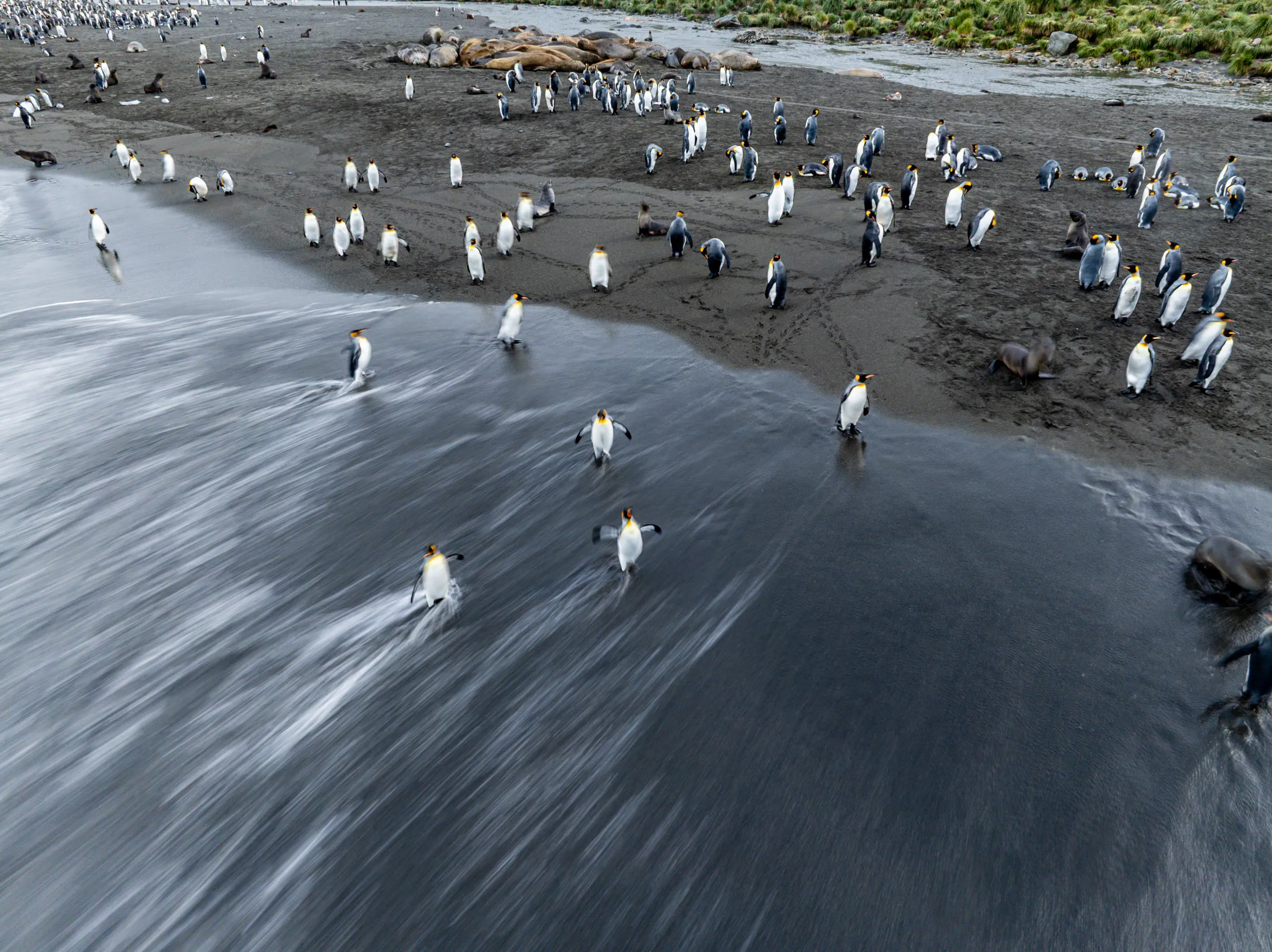 Penguins Riding the Surf · Gold Harbour, South Georgia