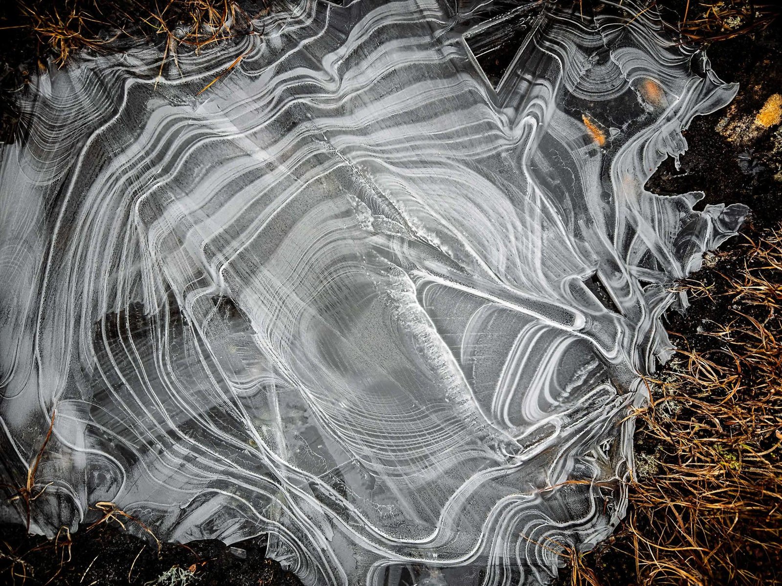 Whorls Beneath a Winter Skin