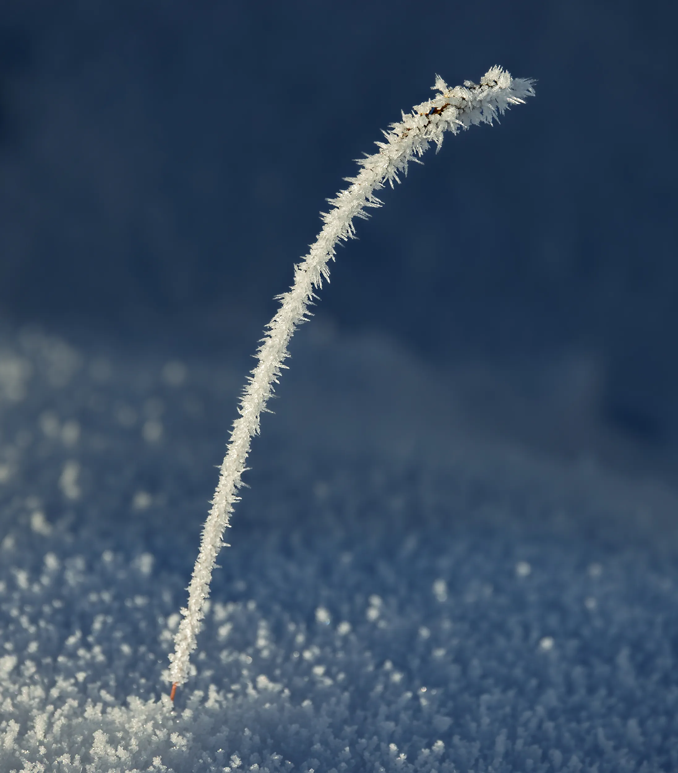Ice Feather, Wind-Bent · Jyttehavn, Greenland