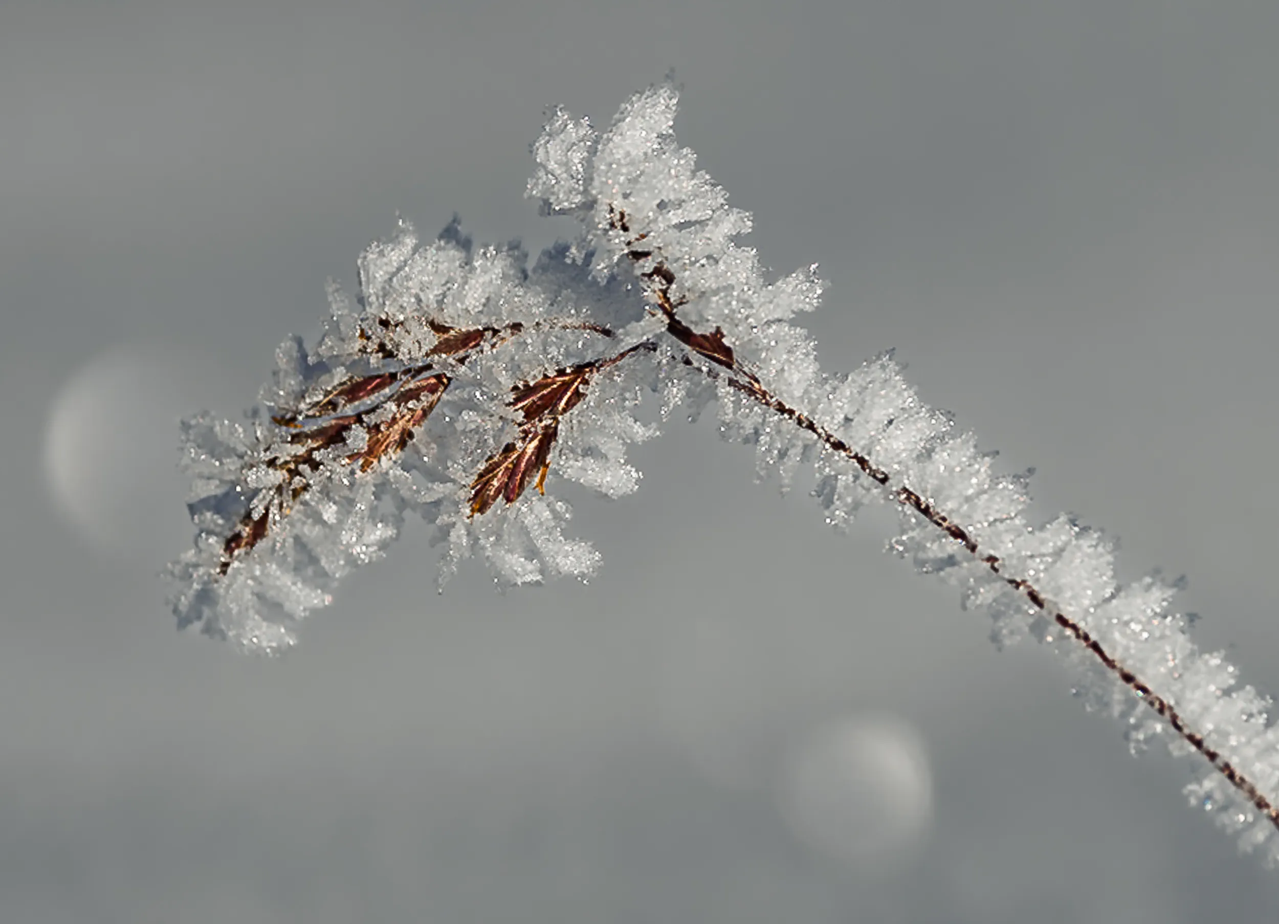 A Branch Wrapped in Frost