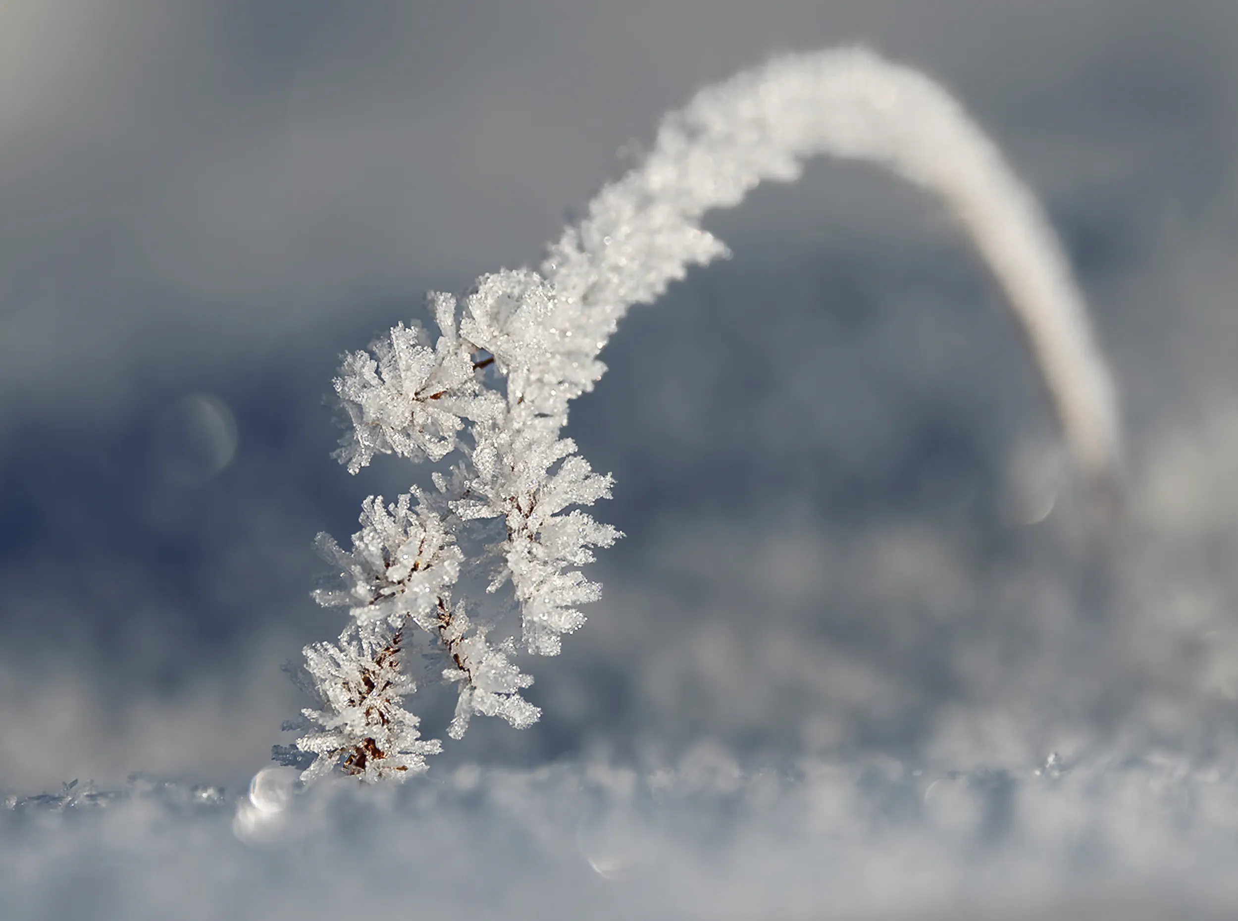 Frost's Curling Signature · Jyttehavn, Greenland