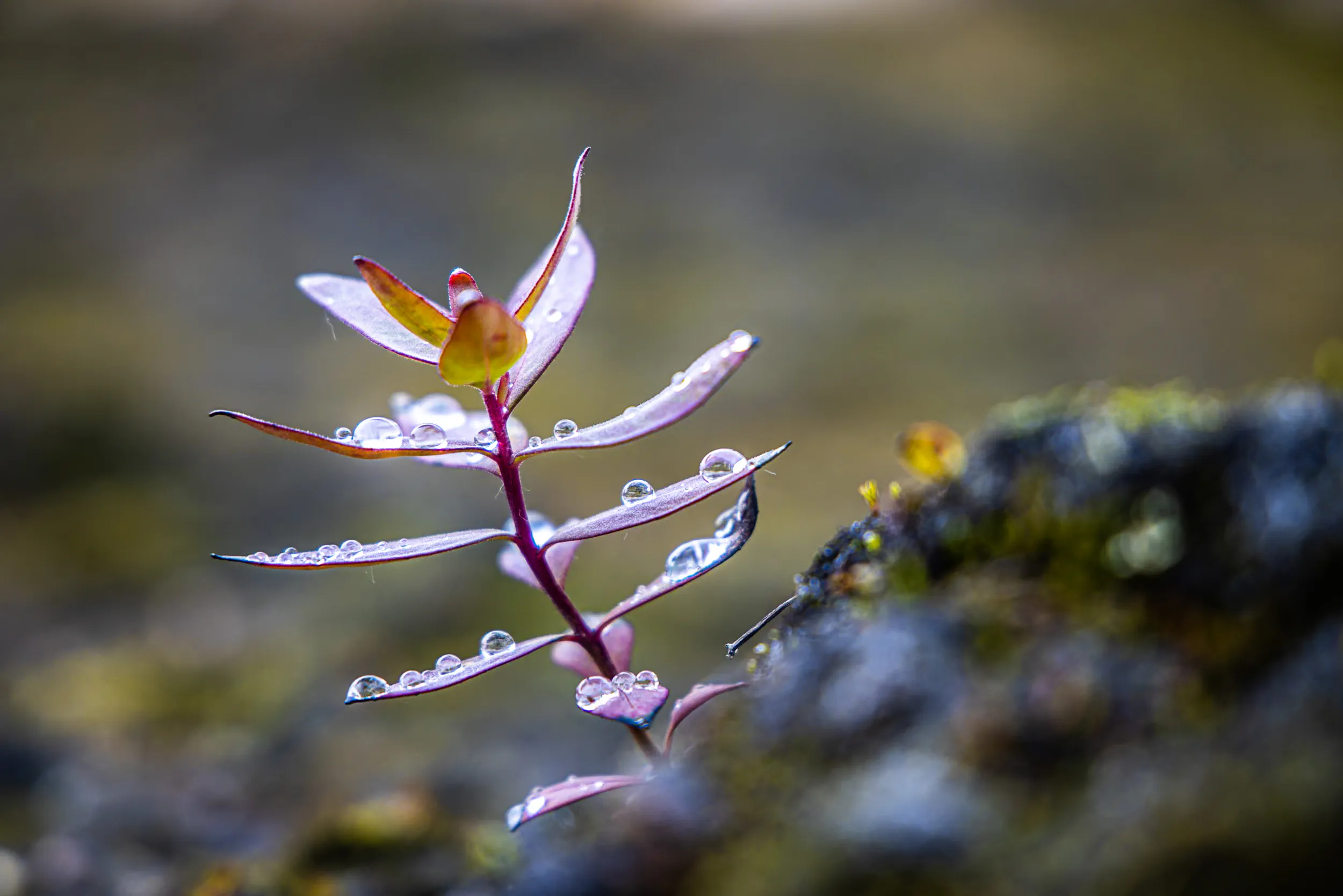 Tundra Leaves Strung with Dew