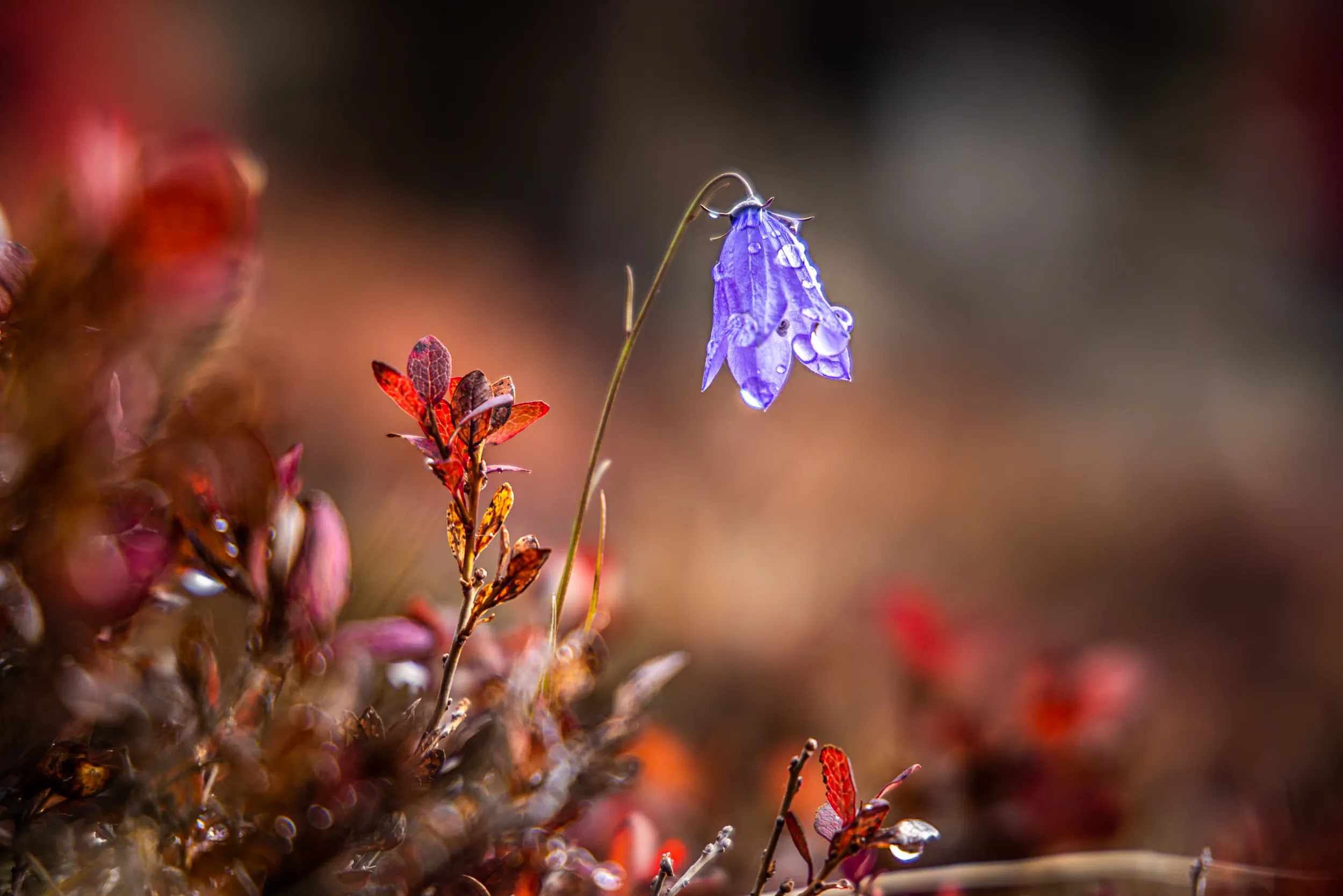 A Bell Bowed by Dew