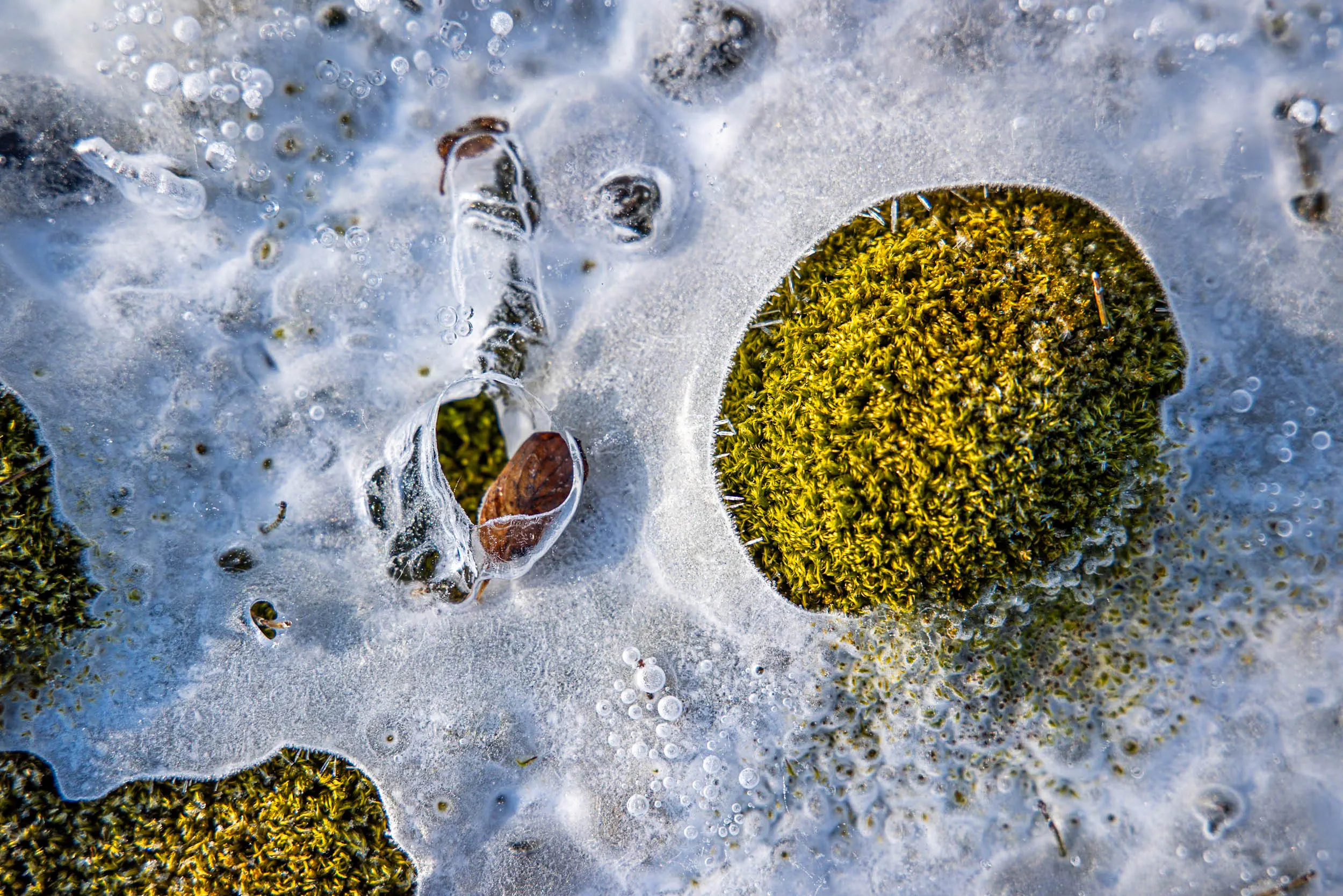 Moss Sealed Beneath Glass