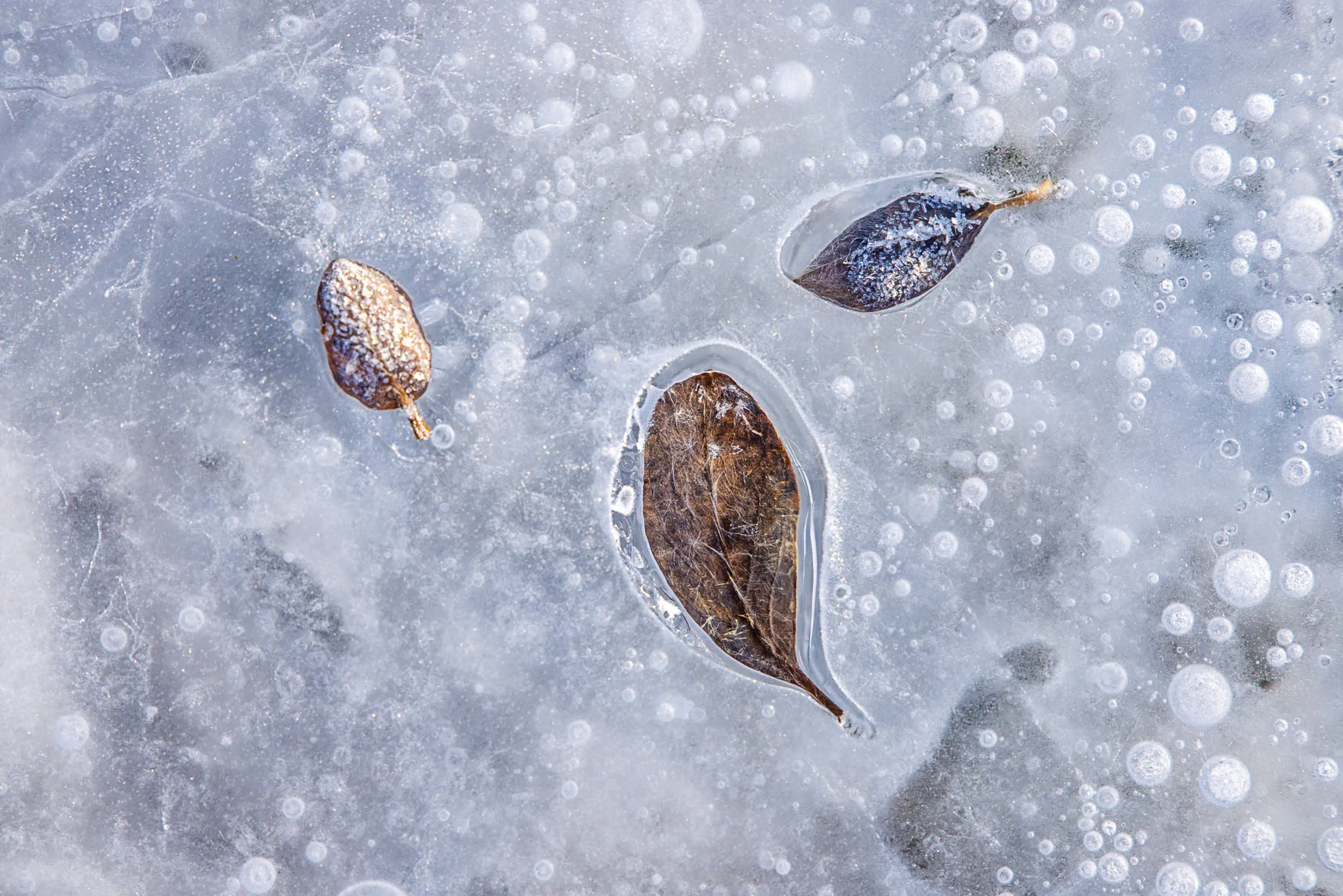 Leaves Held by Winter · Myggbukta, Greenland