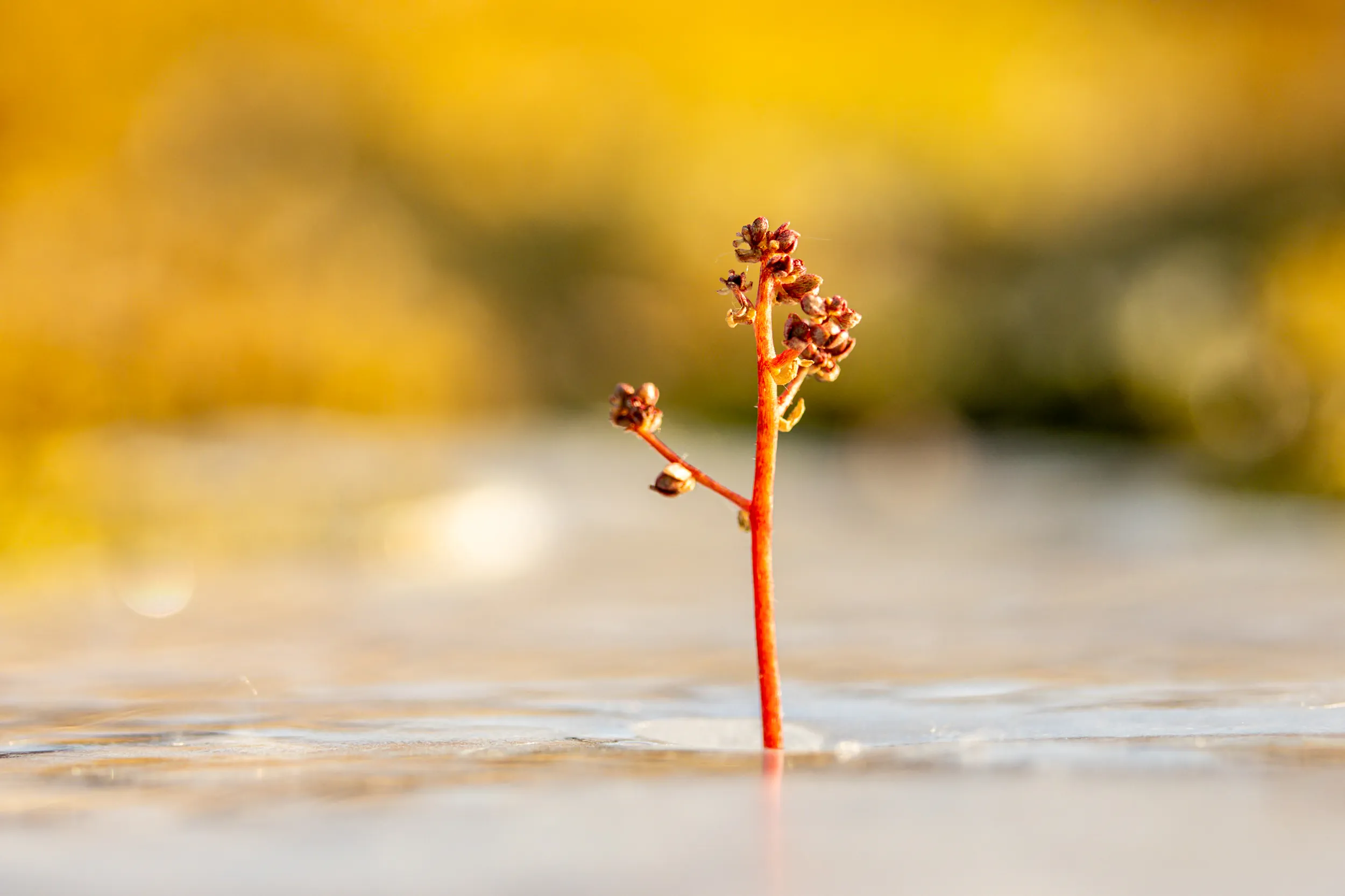 A Single Red Stem Against the Gold