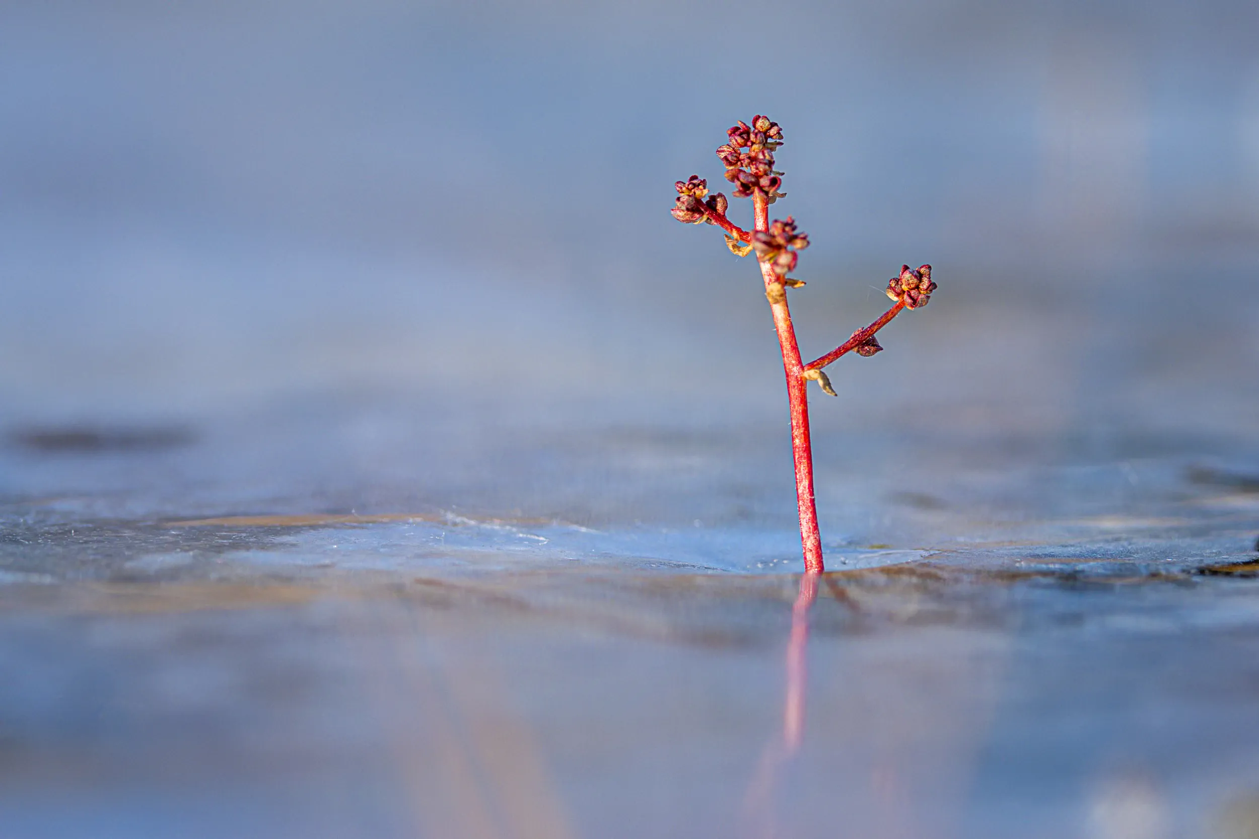 A Stem's Last Stand · Myggbukta, Greenland