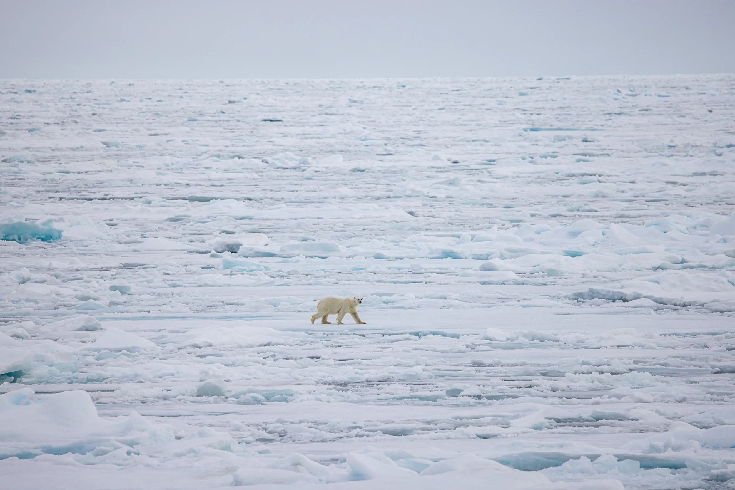 Alone Across the Pack Ice