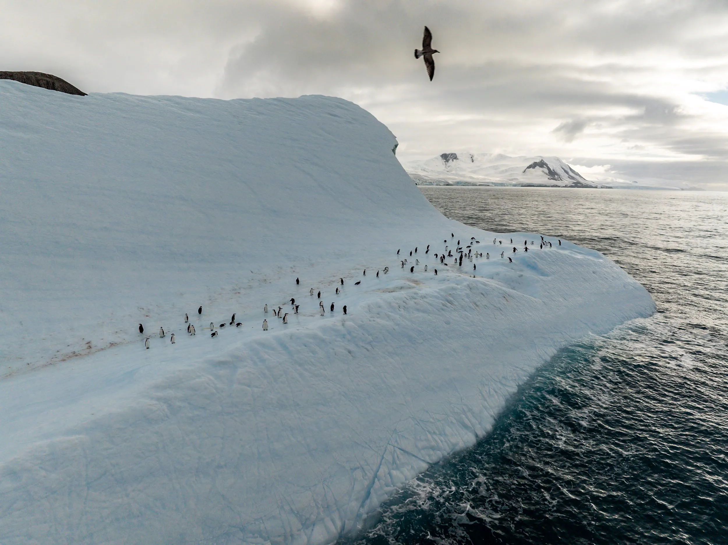 A Scattered Congregation on the Berg · Point Wild, Antarctica