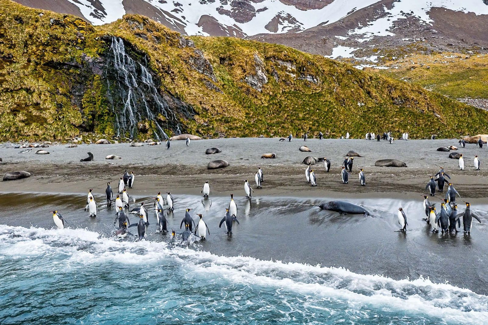 Kingdom of Wings Beneath a Falling Stream · Right Whale Bay, South Georgia