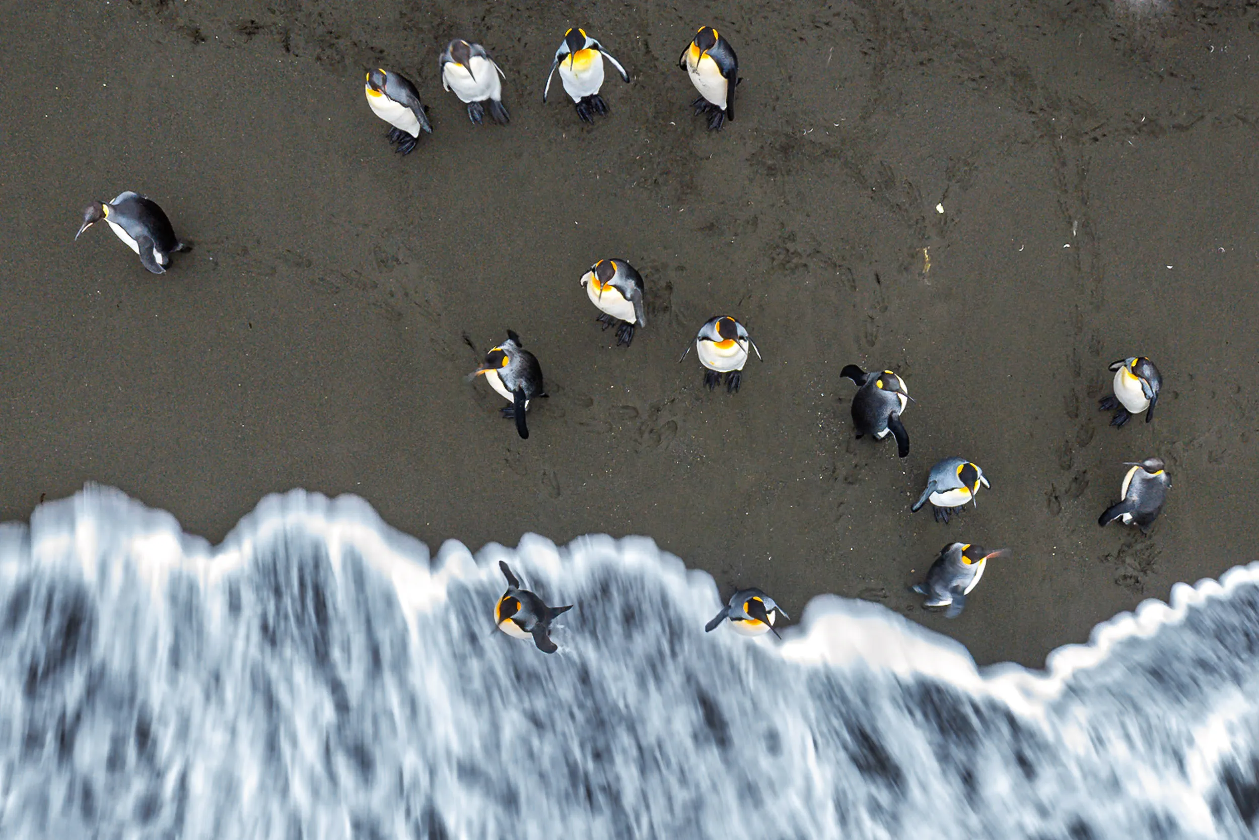 March of the Golden-Eared · Right Whale Bay, South Georgia