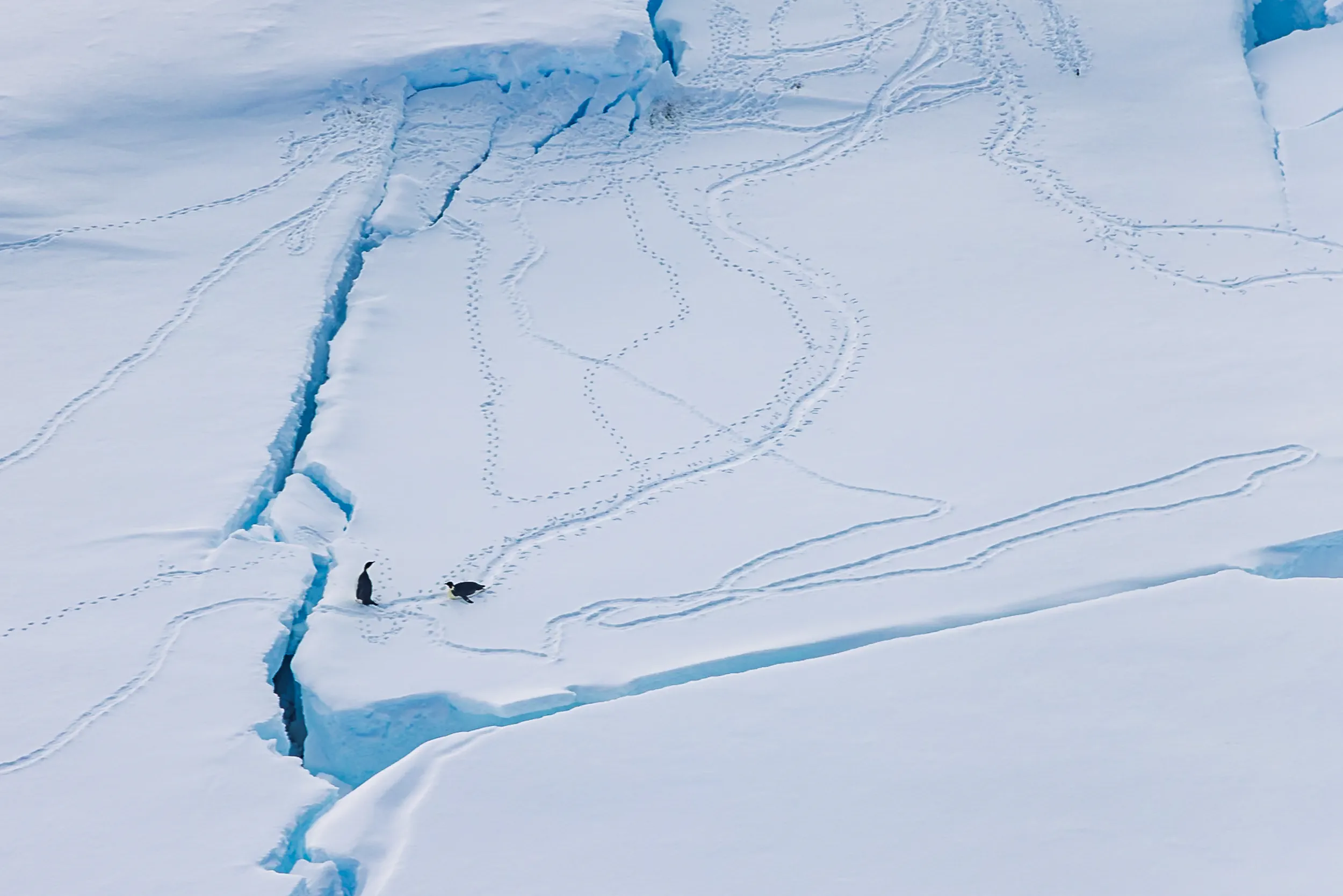 Wanderers' Trails on Cracked Ice · Antarctica