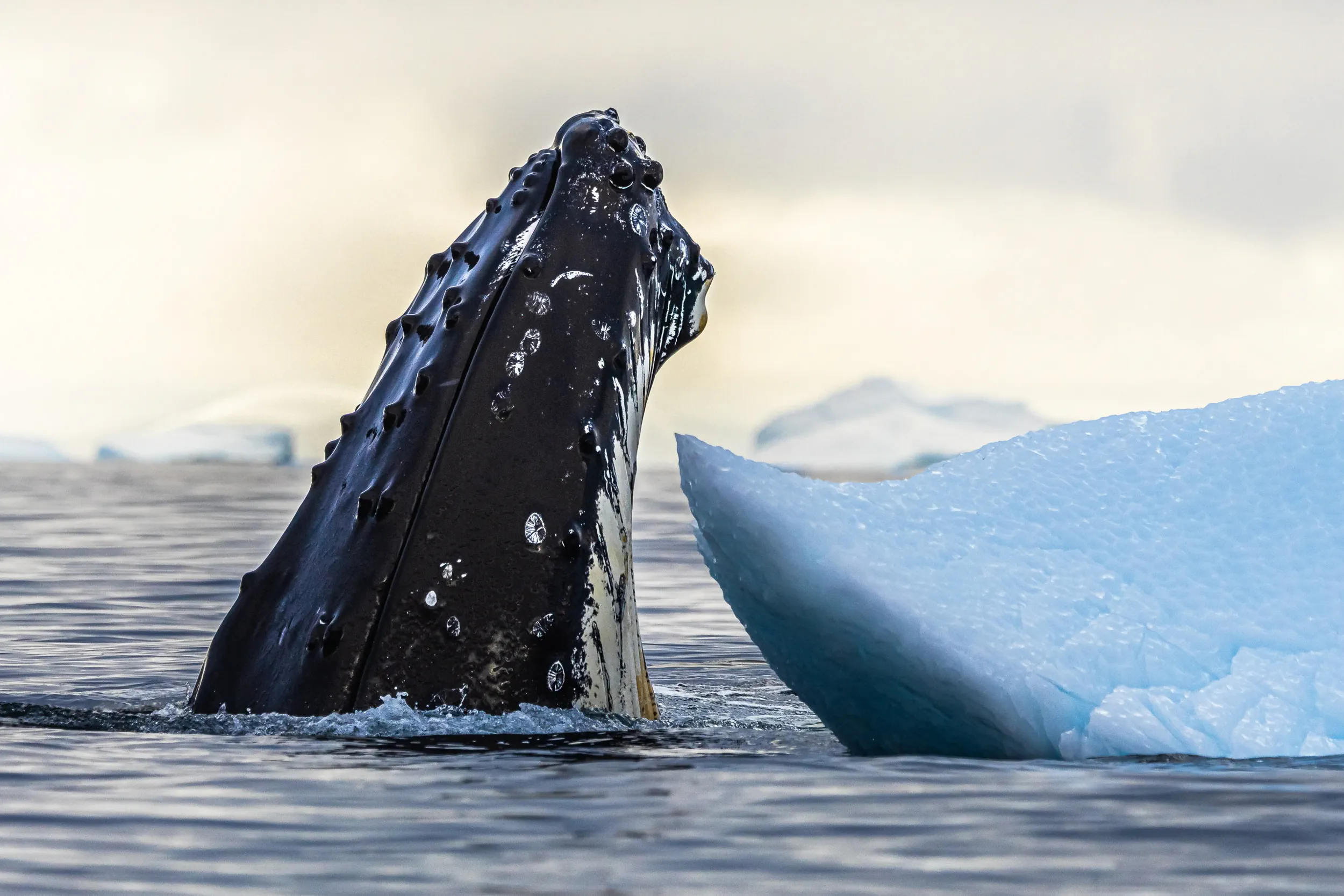 The Sea Lifts Its Hand · Antarctica