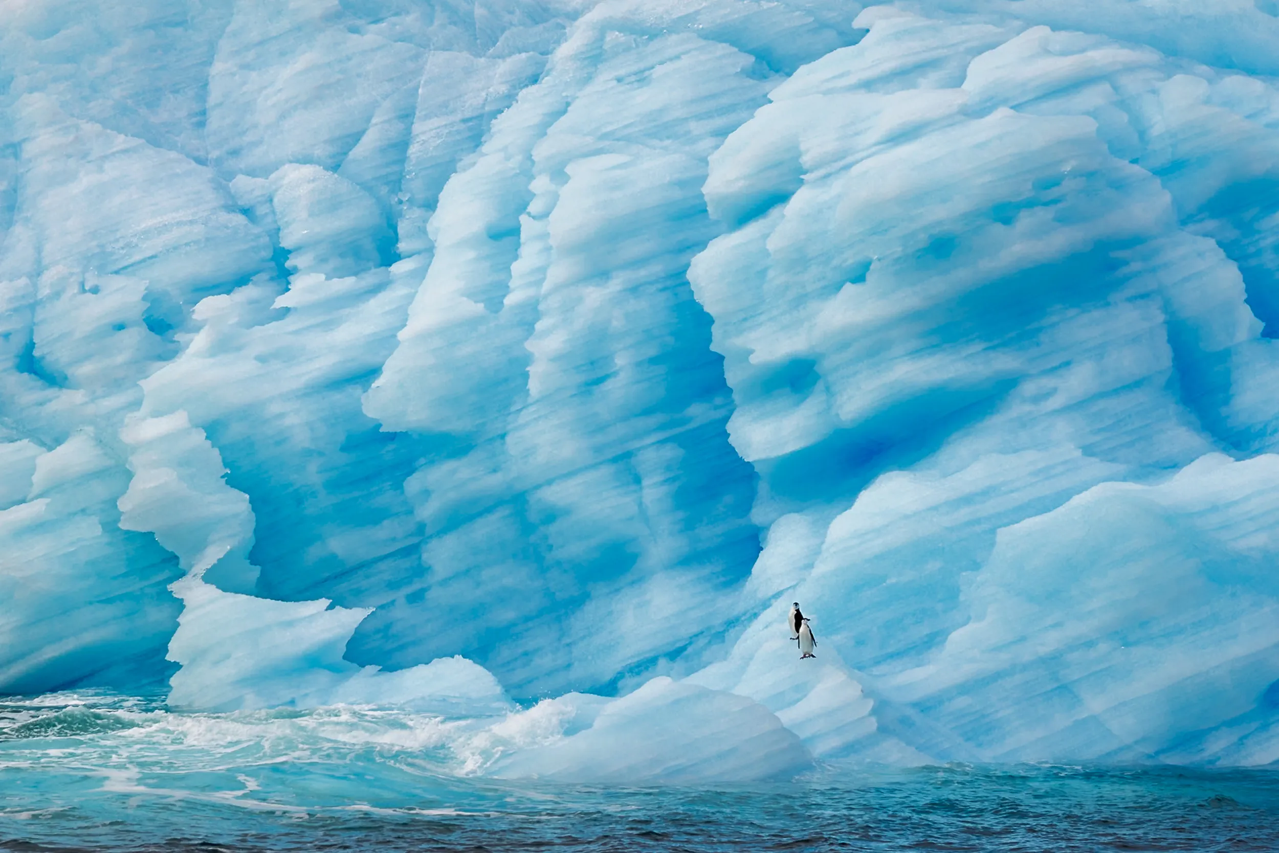 Penguin Against the Blue Wall · South Georgia