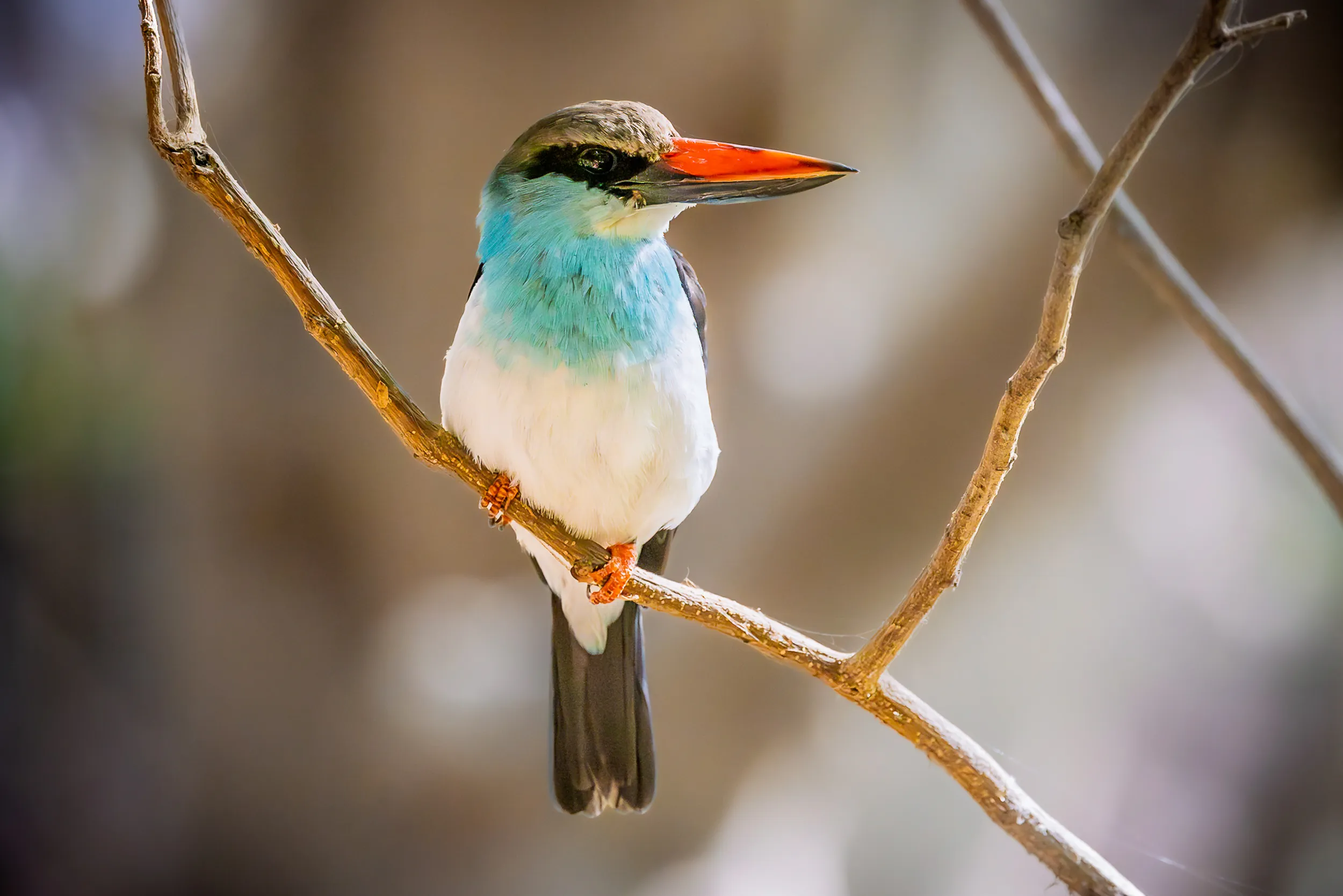 Flash of Turquoise
