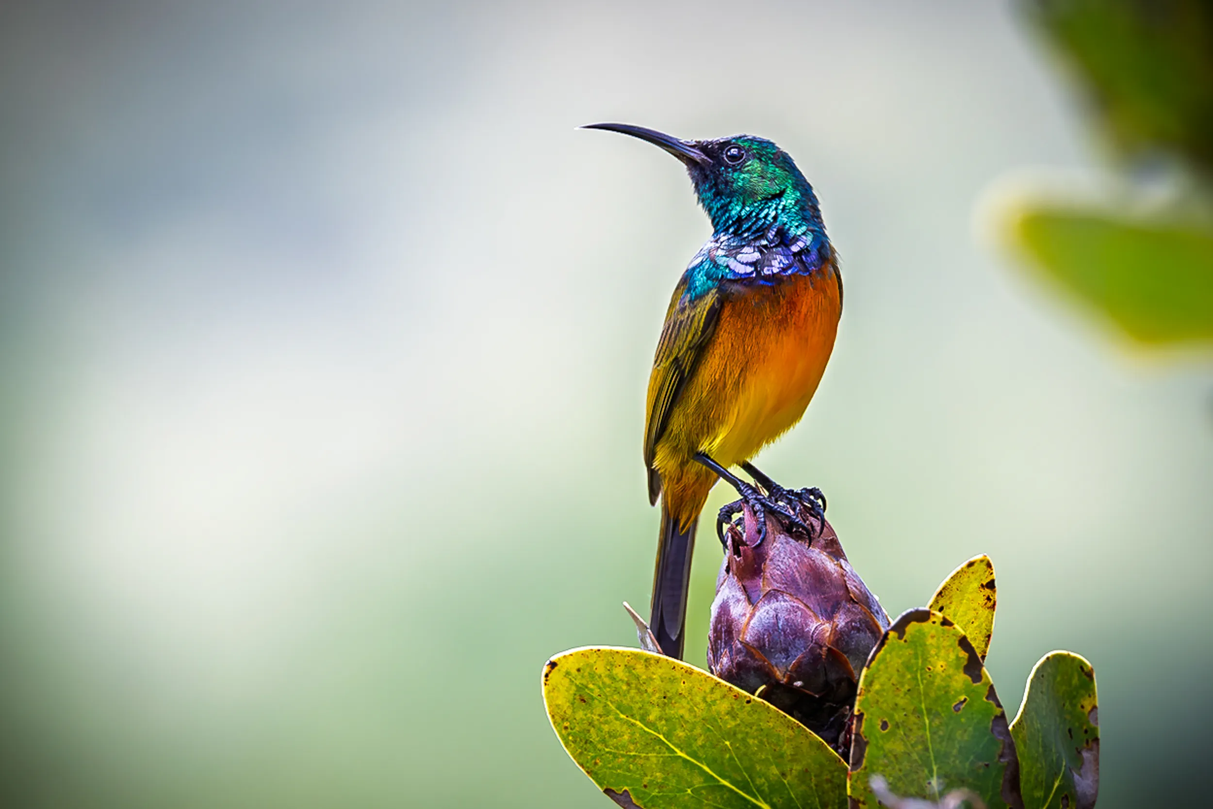 Sunbird on Protea