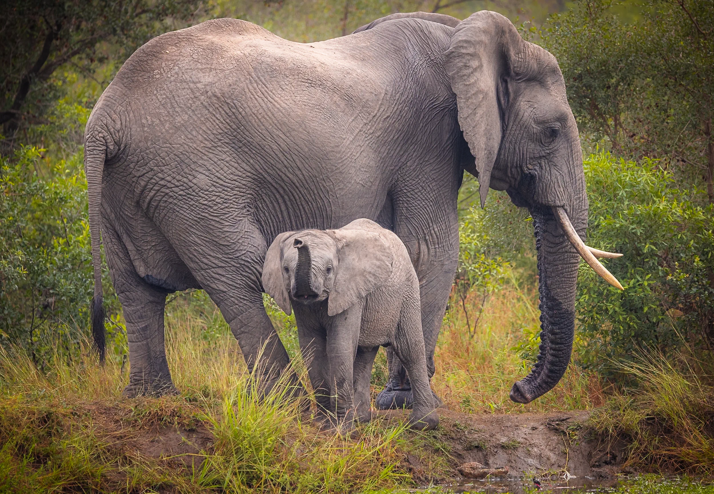 Following the Matriarch