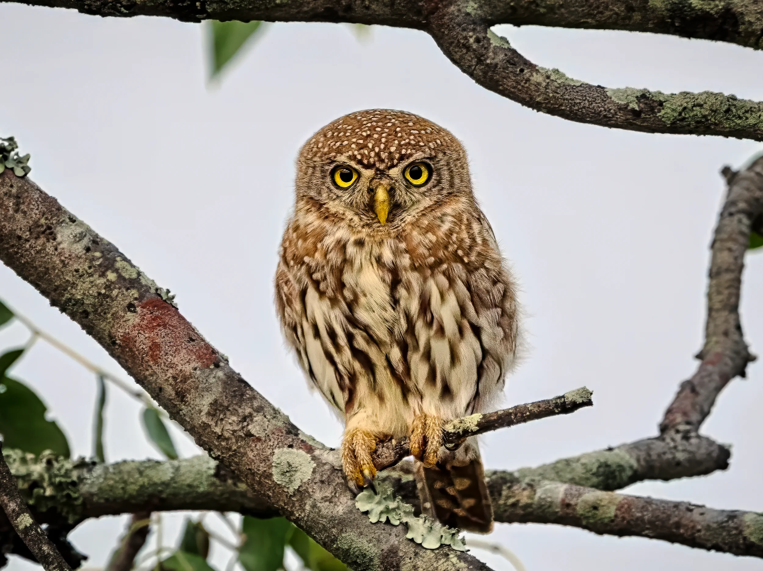 Small Watcher