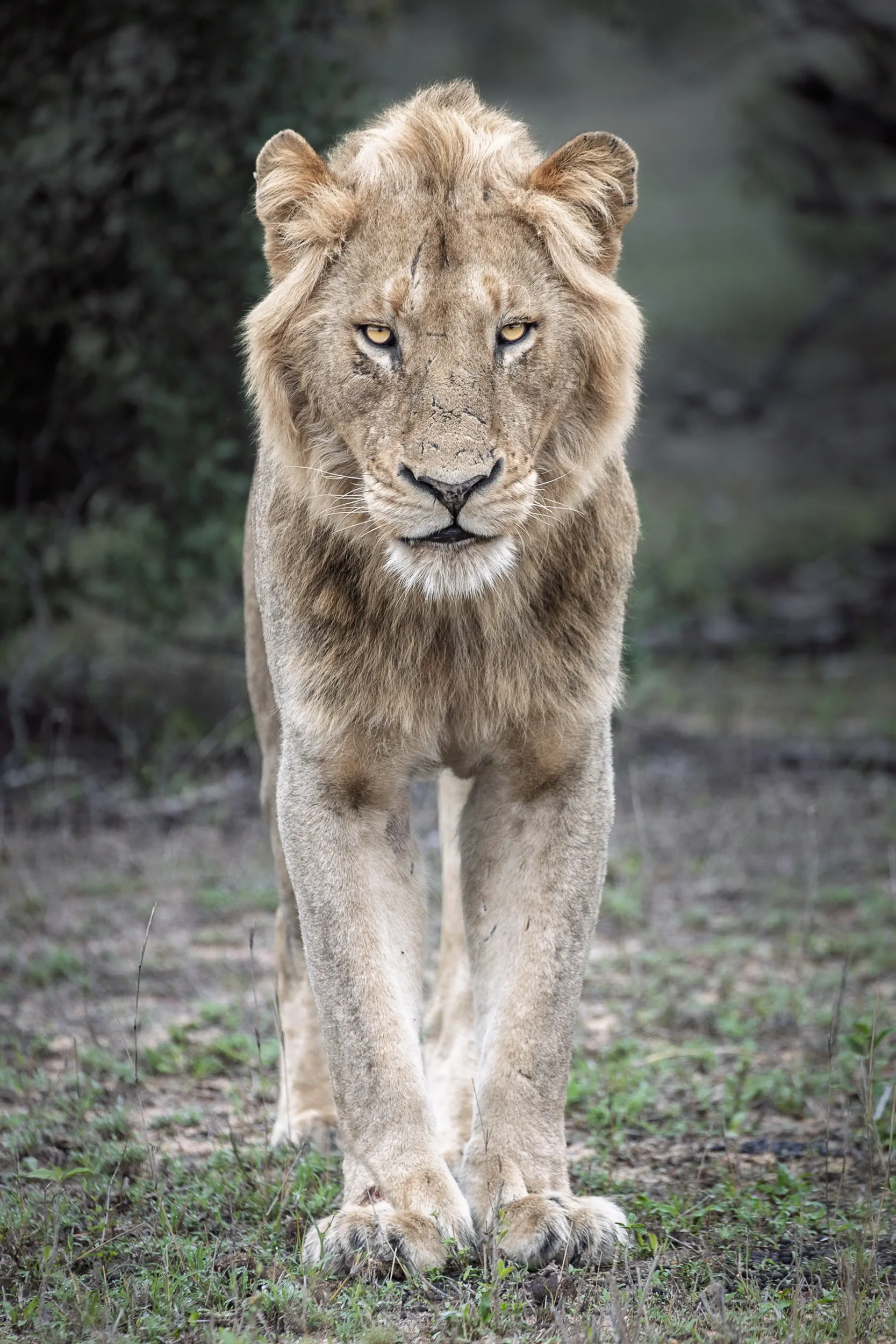 Heir to the Pride